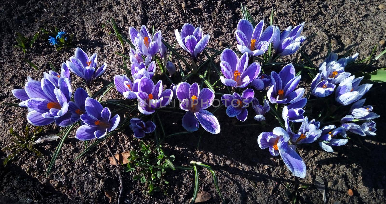 Lilac spring crocuses in the park on a flower bed. The first spring flowers.