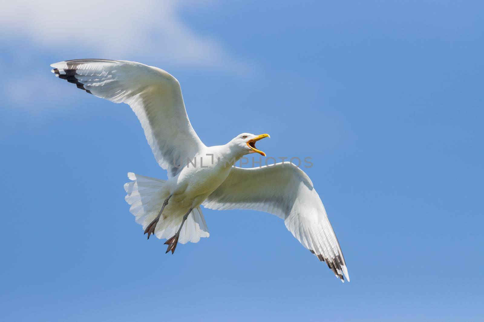 white seagull in a peaceful blue sky opened its wings , wild nature