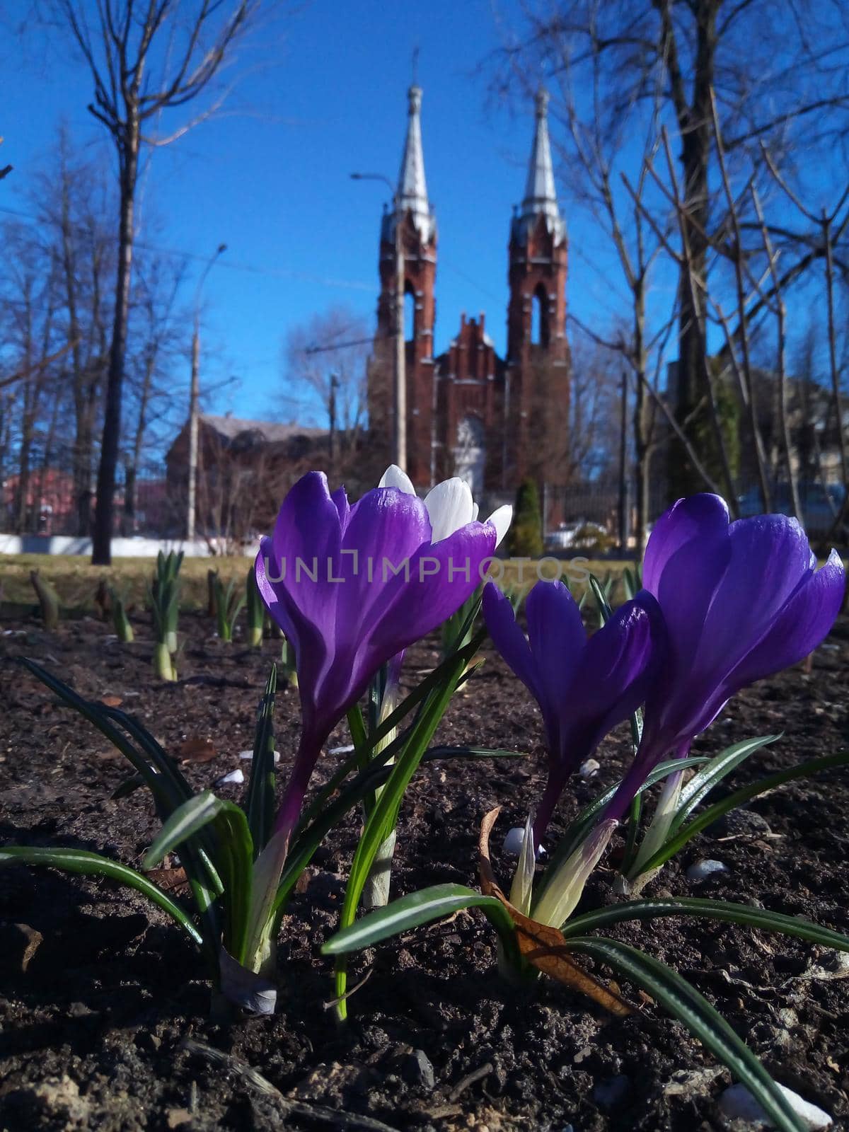 Crocuses blooming in the park against the background of the Church of the Sacred Heart of Jesus. Rybinsk,Russia.