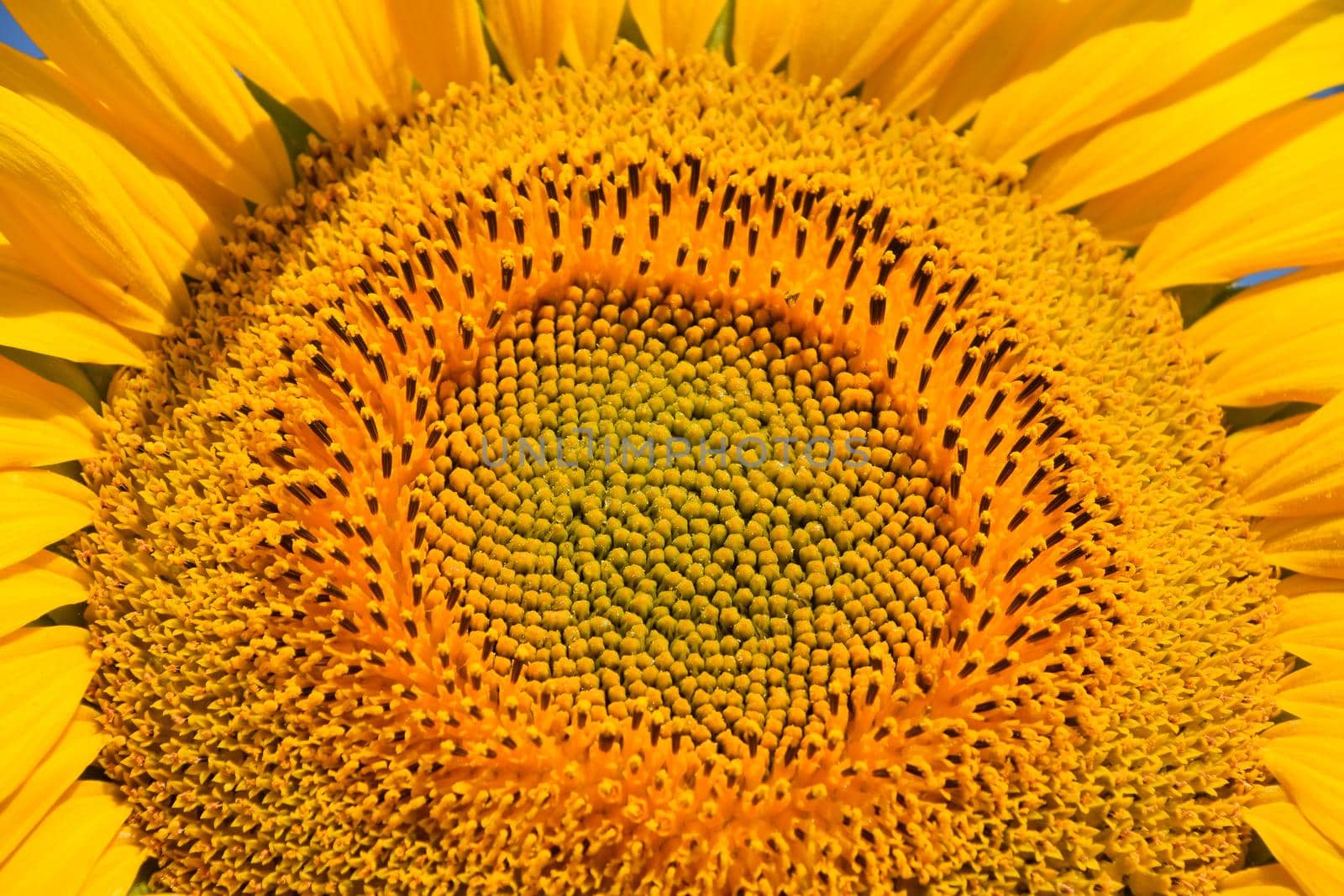 Young yellow sunflower close up