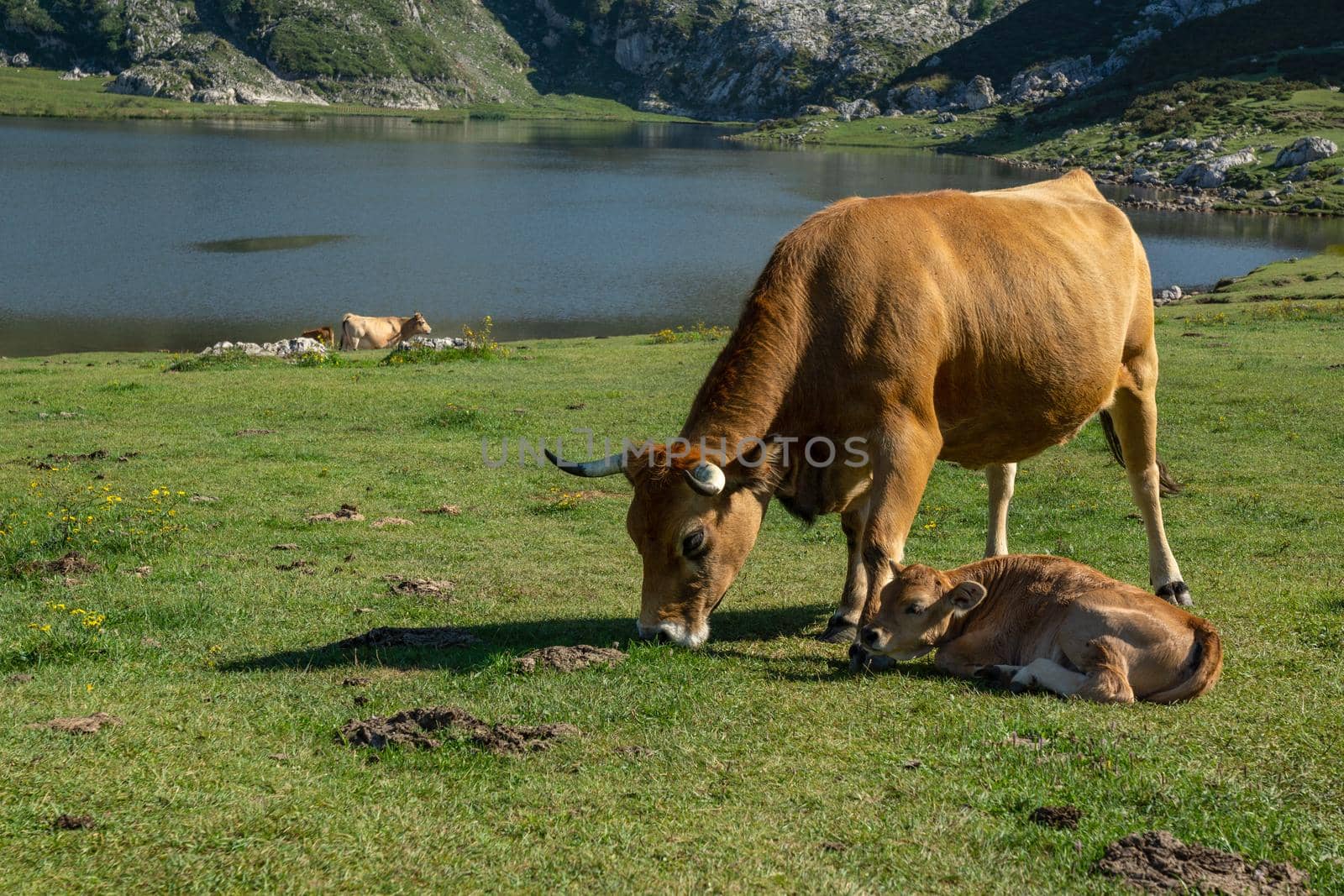 brown cow grazing with calf in the lakes of Covadonga in Asturias Spain with lake Ercina in the background