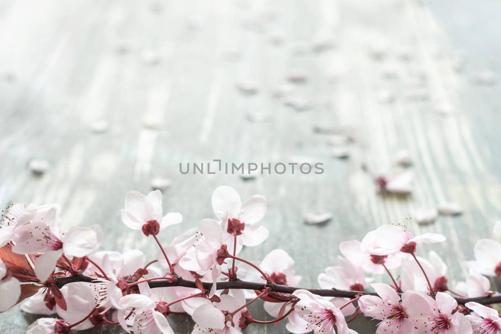 aged wooden background full of defocused white flower petals with a branch full of pink flowers in the foreground at the bottom of the image