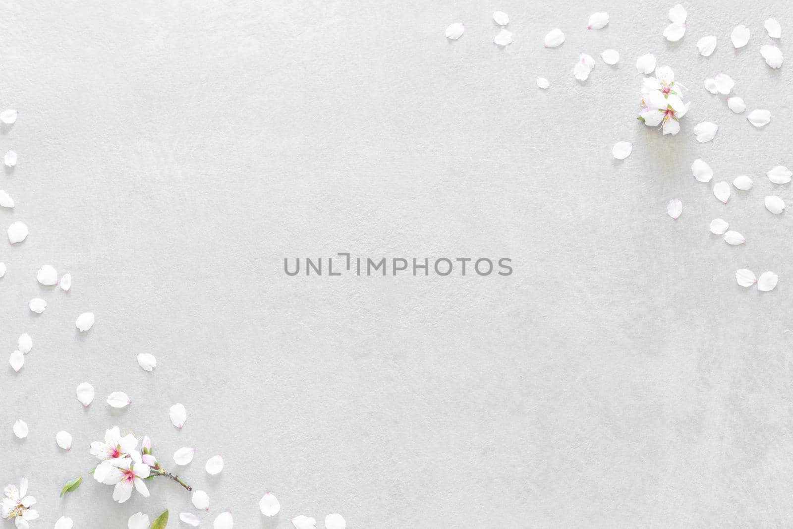 Composition of almond blossoms composed of two flowers and white petals in the upper right corner and white petals of almond blossom and a stem with two randomly scattered flowers in a triangle shape covering the lower left corner all on a gray background with texture and soft light with empty space on the diagonal of the image to edit