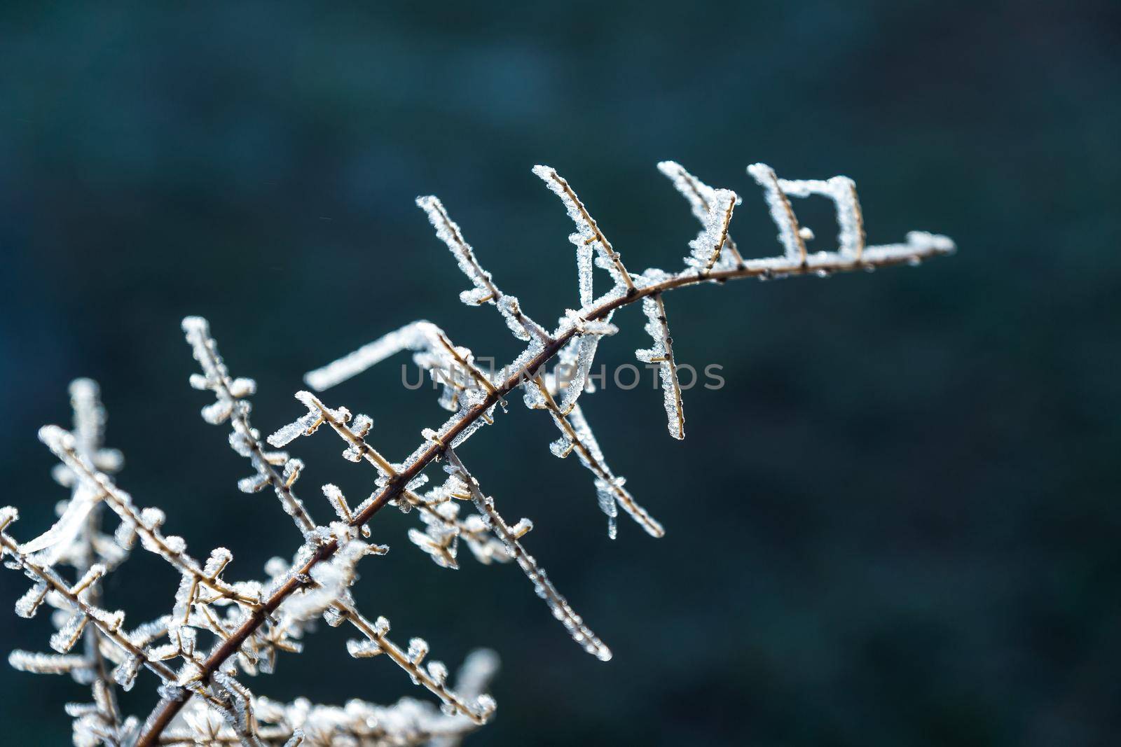 horizontal image of detail of shrub frozen by frost lit by sunrise sun with out of focus background