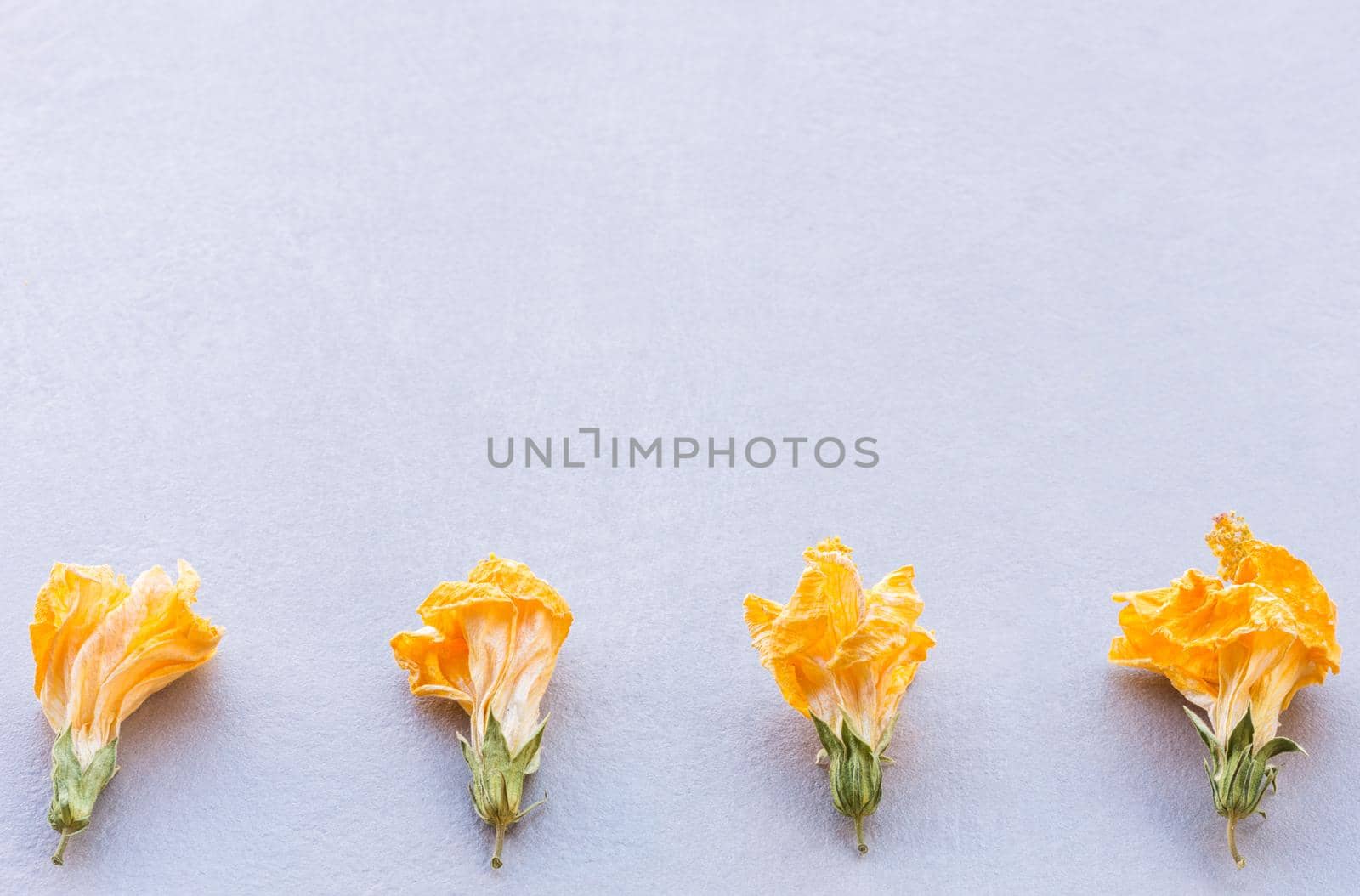 horizontal composition of four yellow dried flowers arranged in line at the bottom on a textured gray background with soft natural light