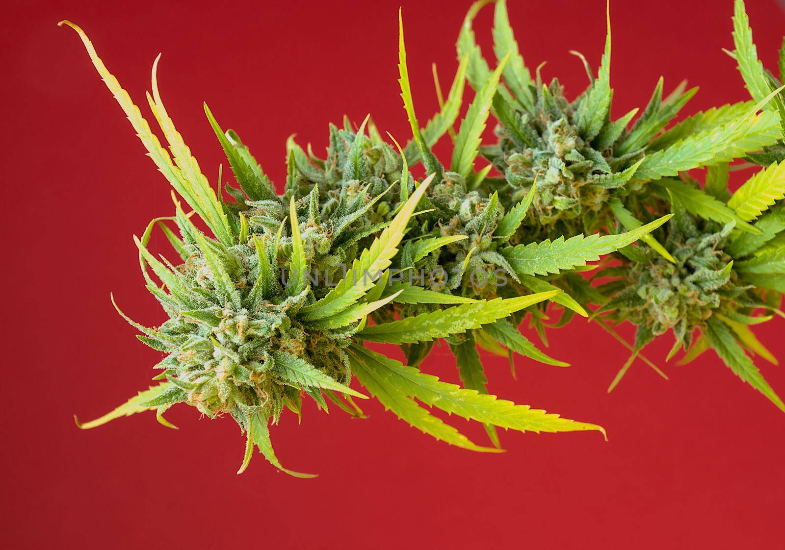 Detail horizontal image of cannabis plant with buds on red background and soft side lighting