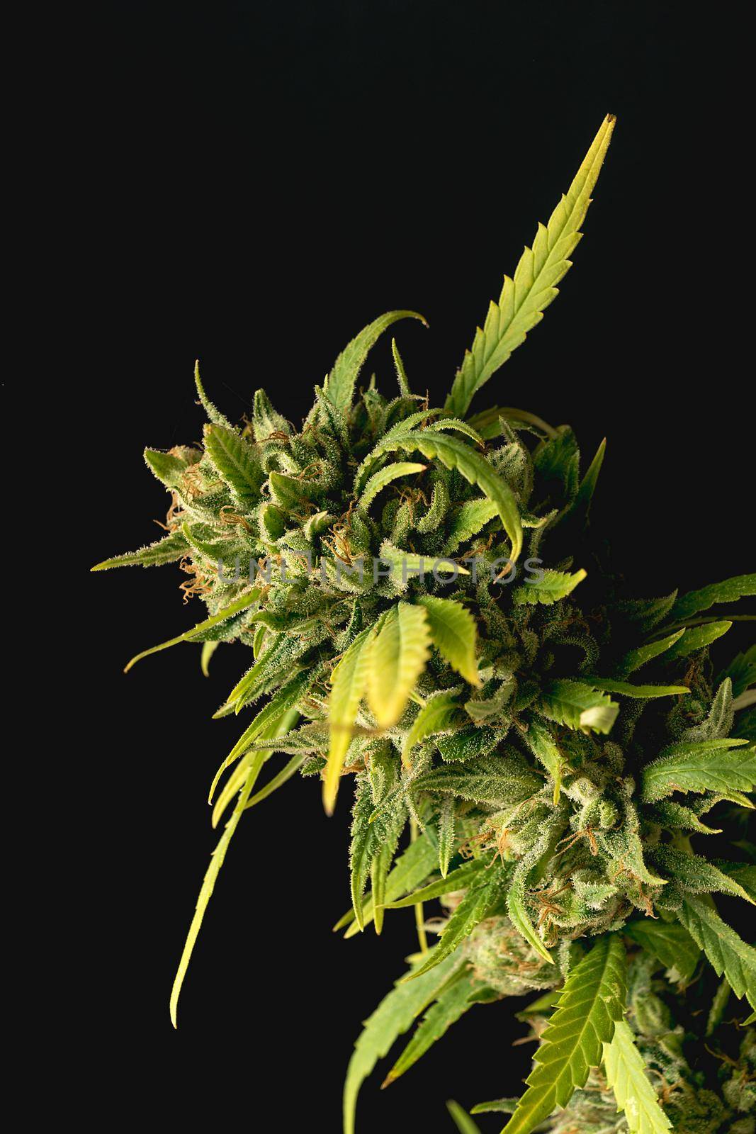 Vertical detail image of cannabis plant buds on black background with side lighting