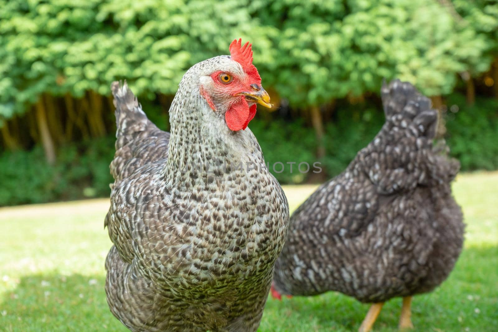 profile hens with one in profile foreground and one in the background on green grass and trees in the background