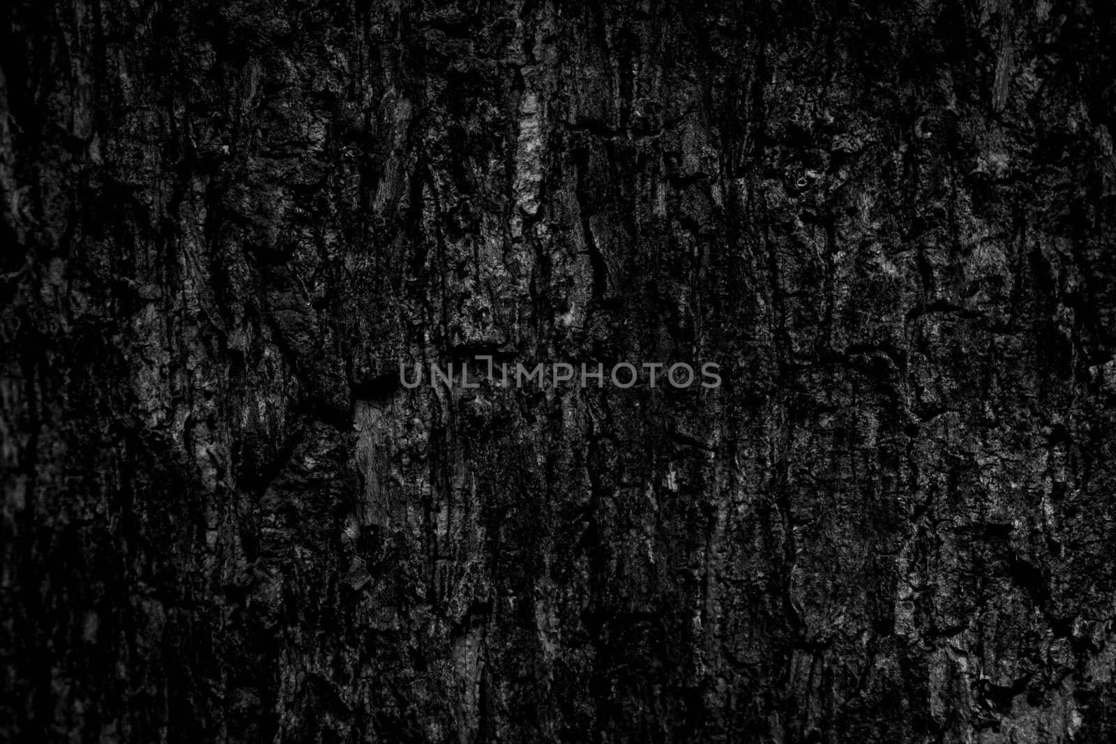 Black tree bark background Natural beautiful old tree bark texture According to the age of the tree with beautiful bark during the summer