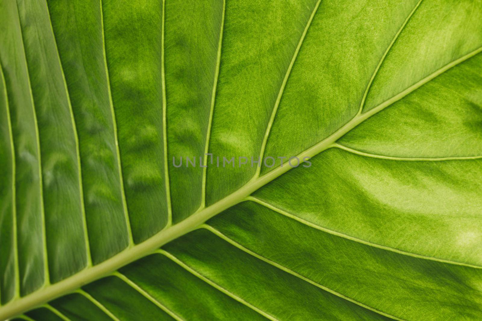 close-up horizontal detail of a green alocasia leaf with diagonal midrib of the leaf with lighting that highlights the texture of the leaf