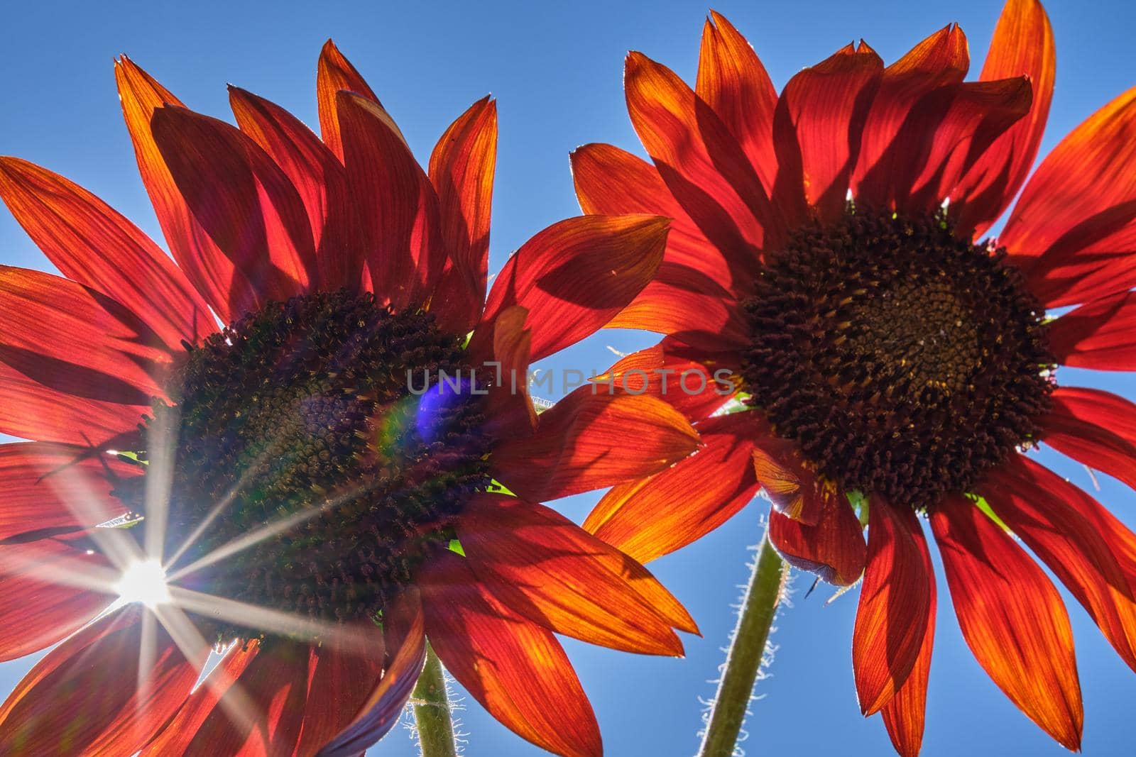 two red sunflowers with solar star on the left with blue sky background