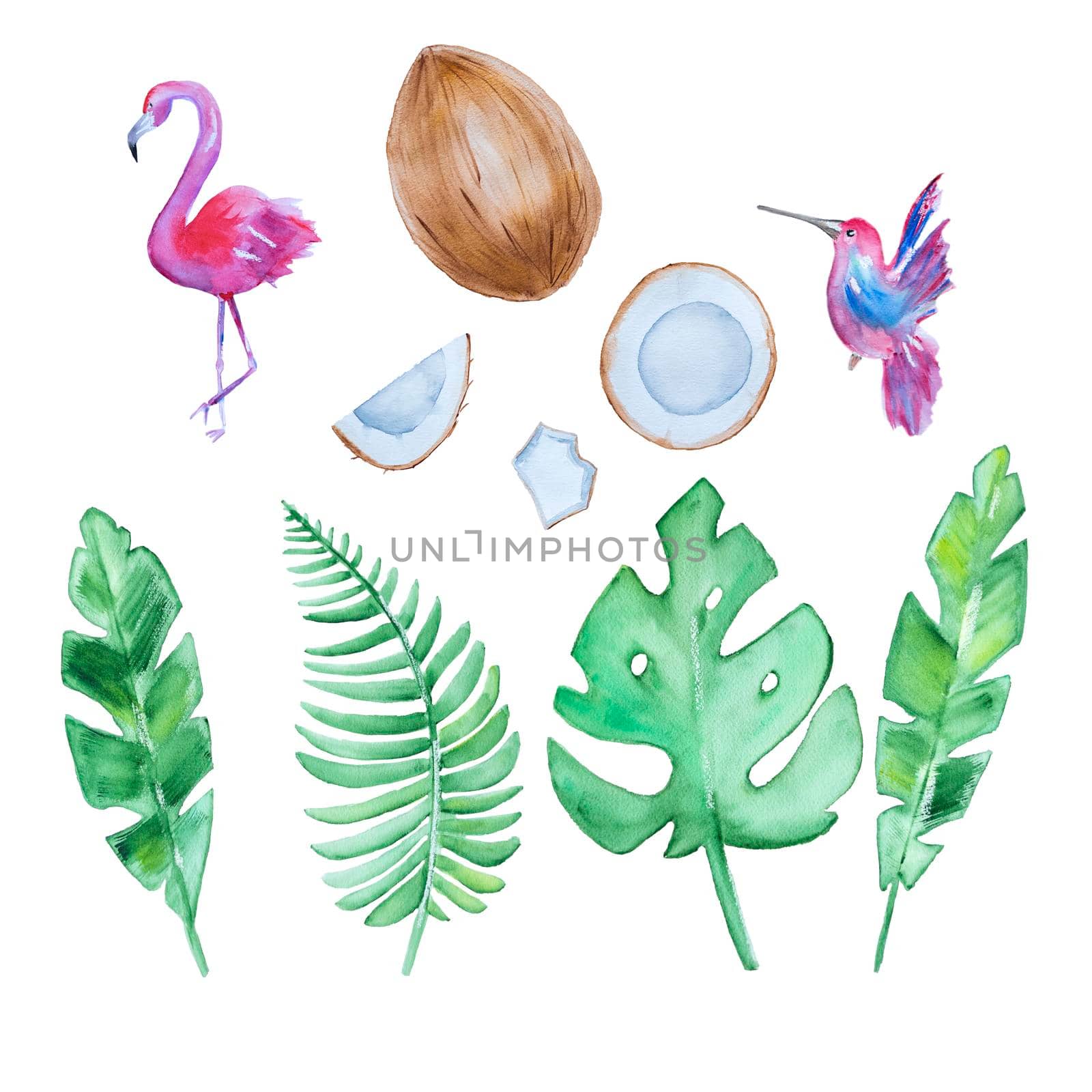 Watercolor tropical elements isolated on white background. Hand drawn leaves, coconut, flaming and hummingbird