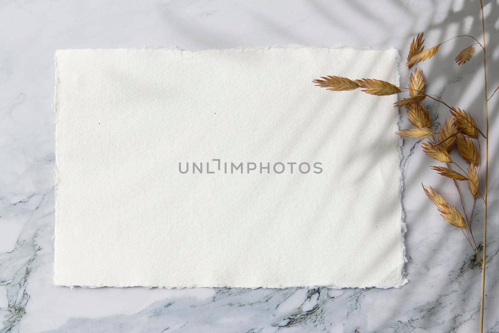 Blank paper business cards with mockup copy space on rye, wheat stalks on marble background. Minimal business template. Flatlay, top view.