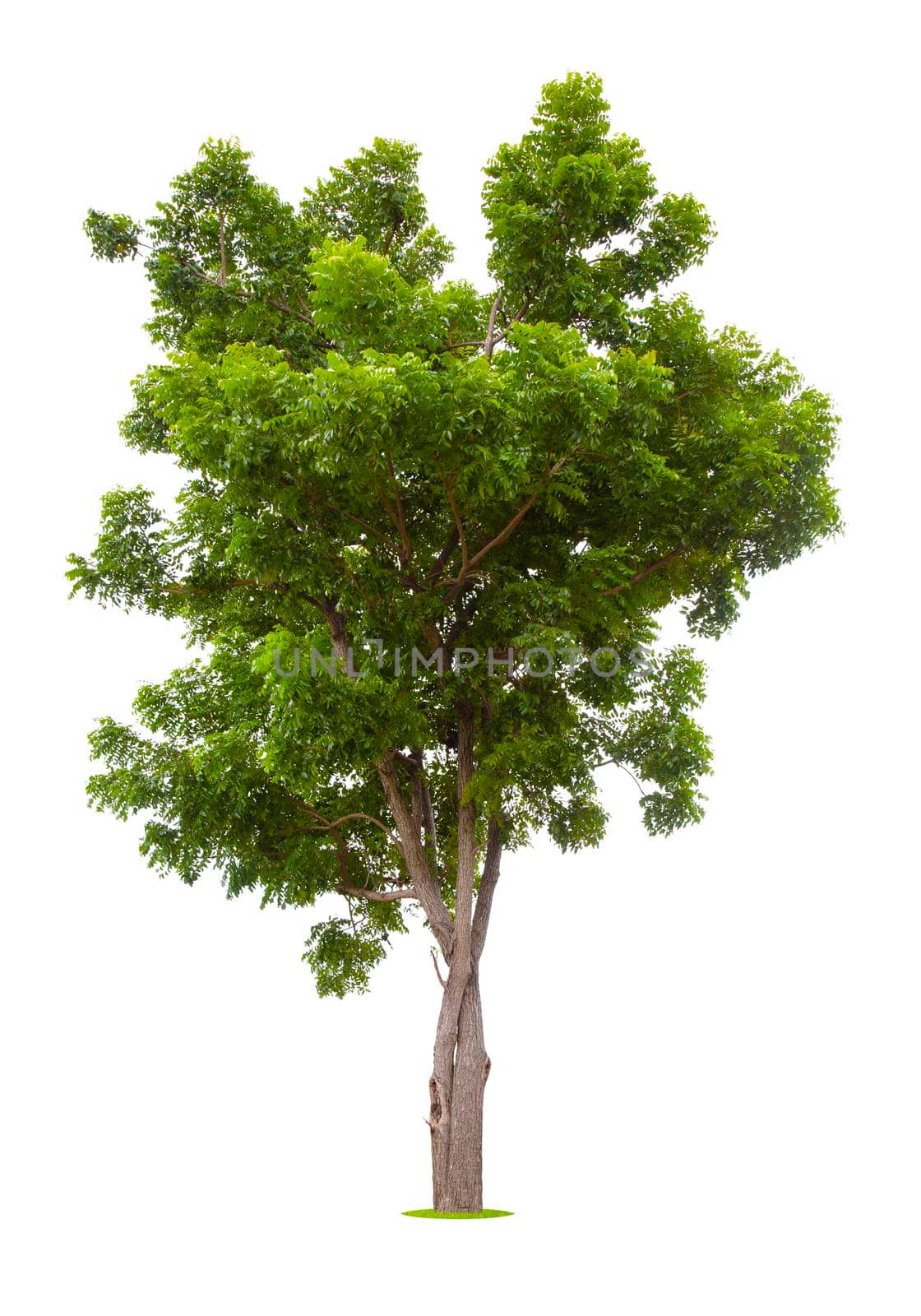 Single Tree isolated on white background, With Clipping path.