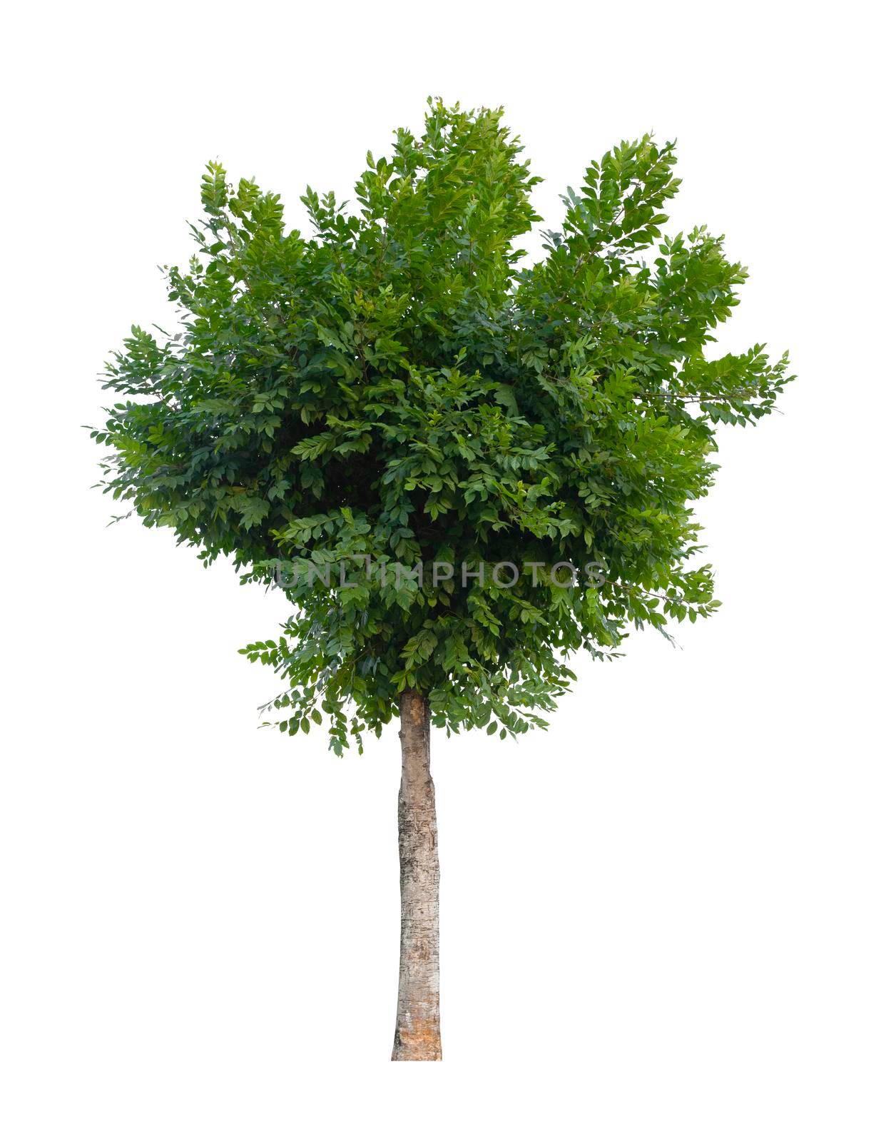 Tree isolated on white background, With Clipping path. by Gamjai