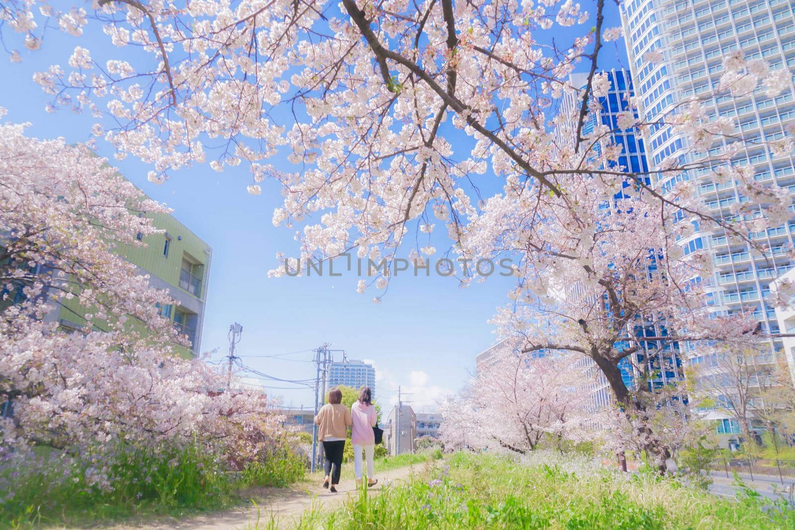 Cherry blossoms of Futako Tamagawa, Tama River. Shooting Location: Tokyo metropolitan area