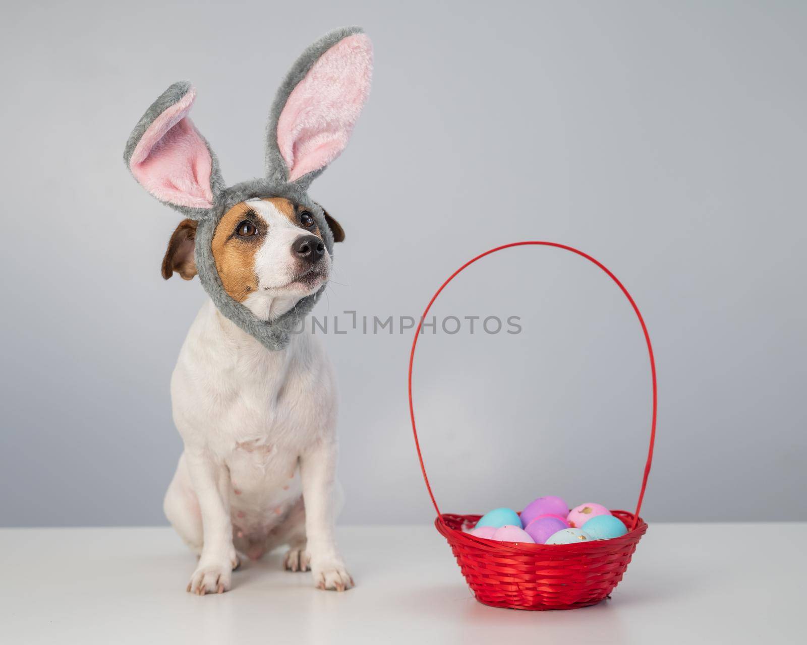 Cute jack russell terrier dog in a bunny rim next to a basket with painted easter eggs on a white background