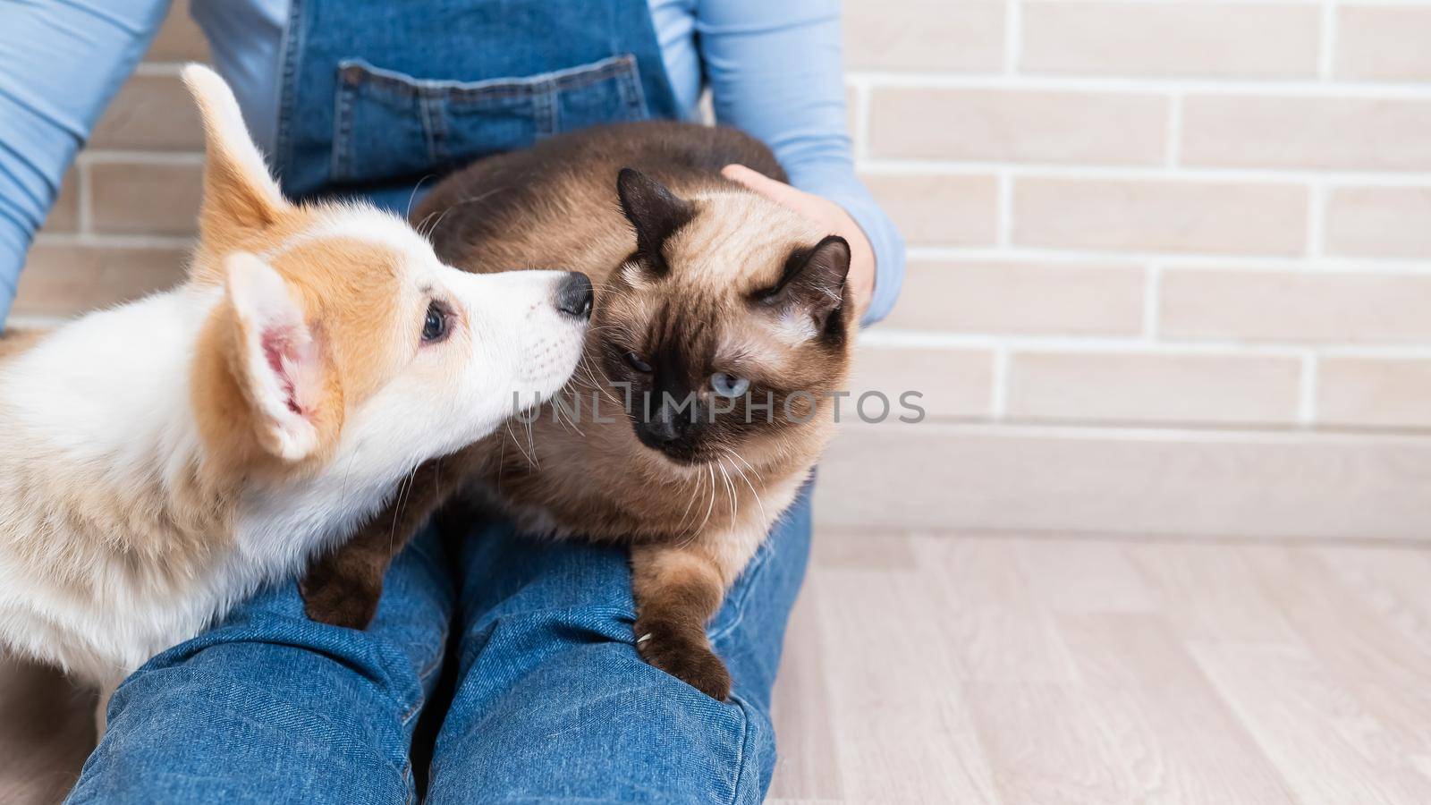 A woman is holding a Thai cat and a Welsh Corgi puppy