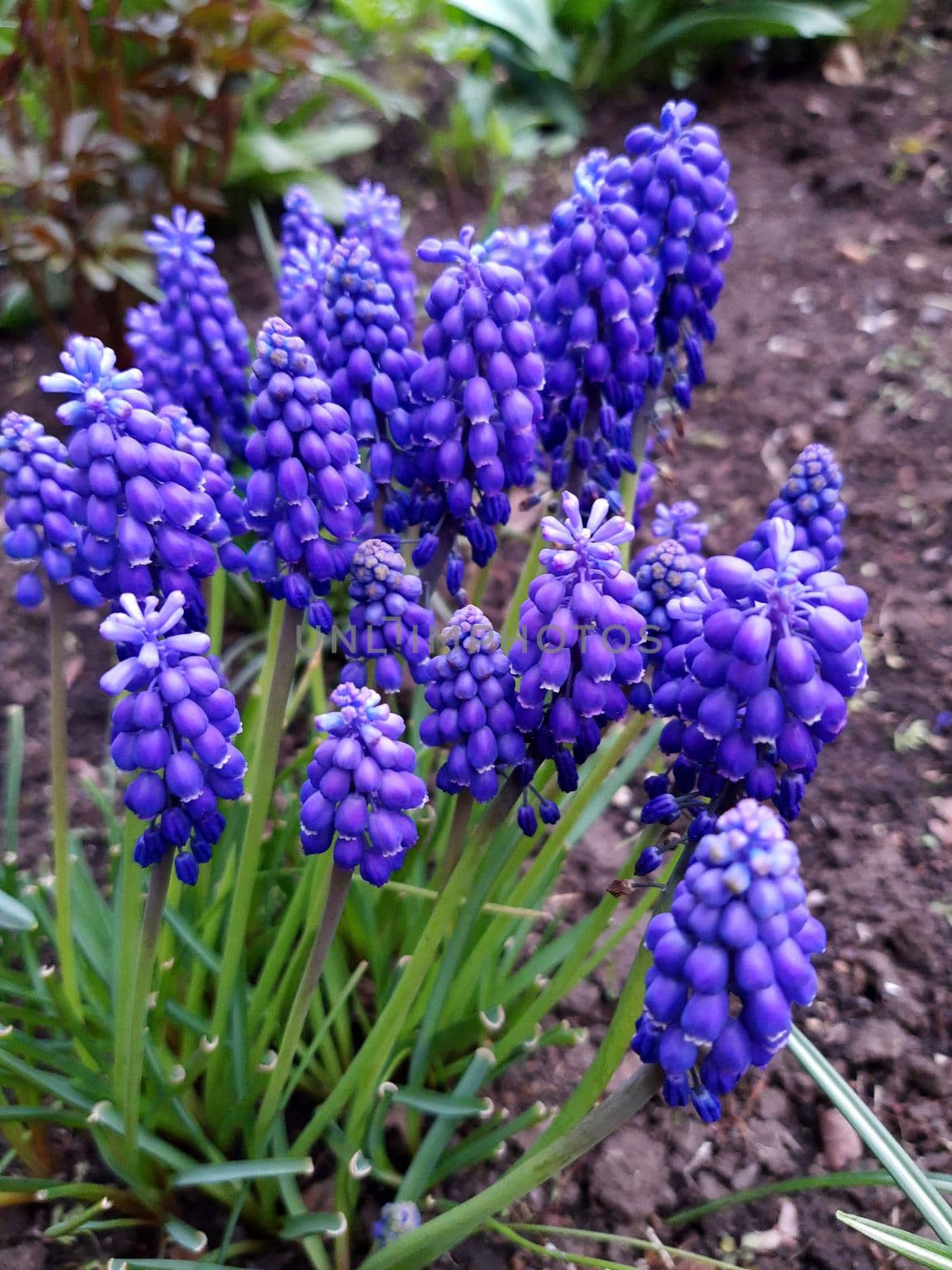 Flowers of the Armenian muscari against the background of the earth close-up.