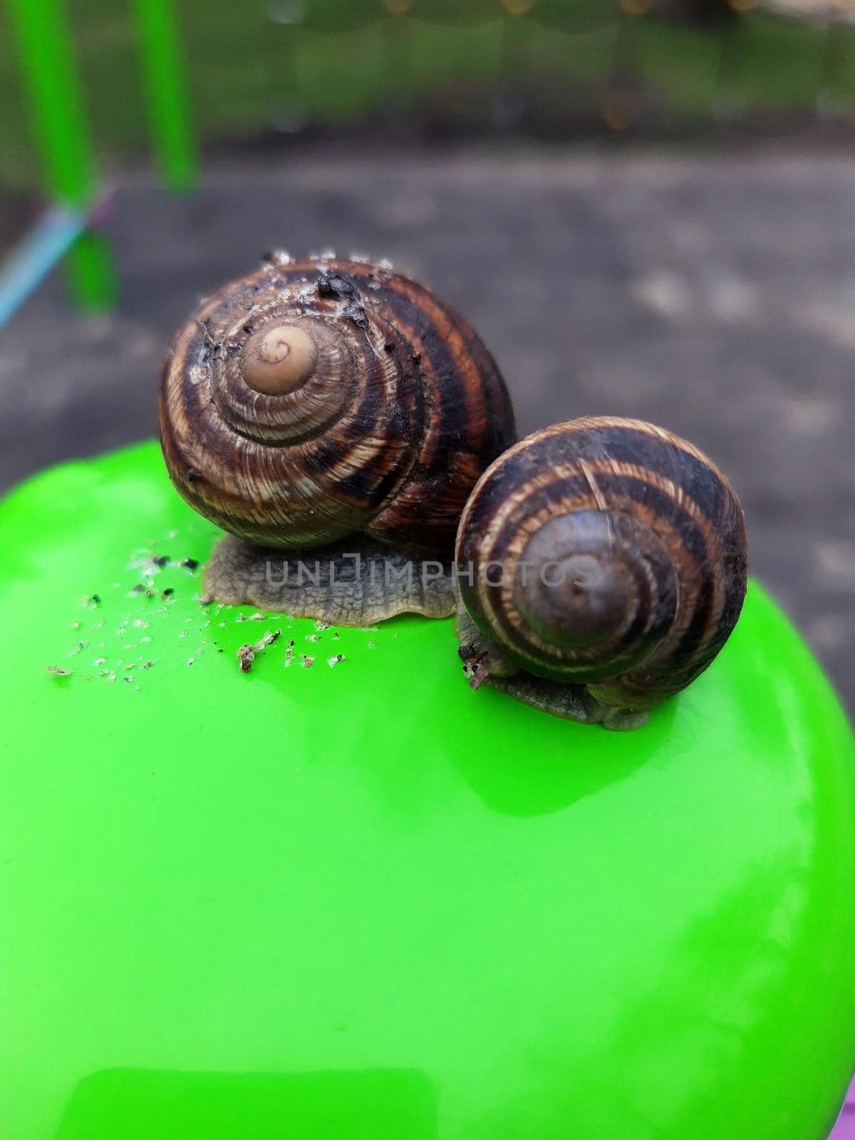 Slippery grape snails crawl on the fence close-up.