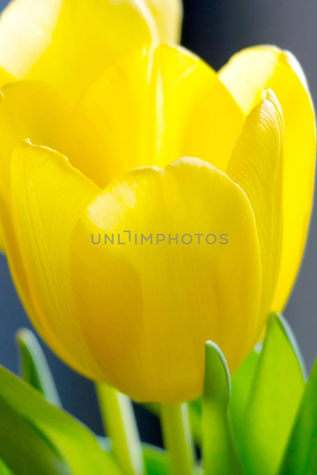 Beautiful yellow flowering tulip bud. Spring Festival. Congratulations to women on the holiday of spring