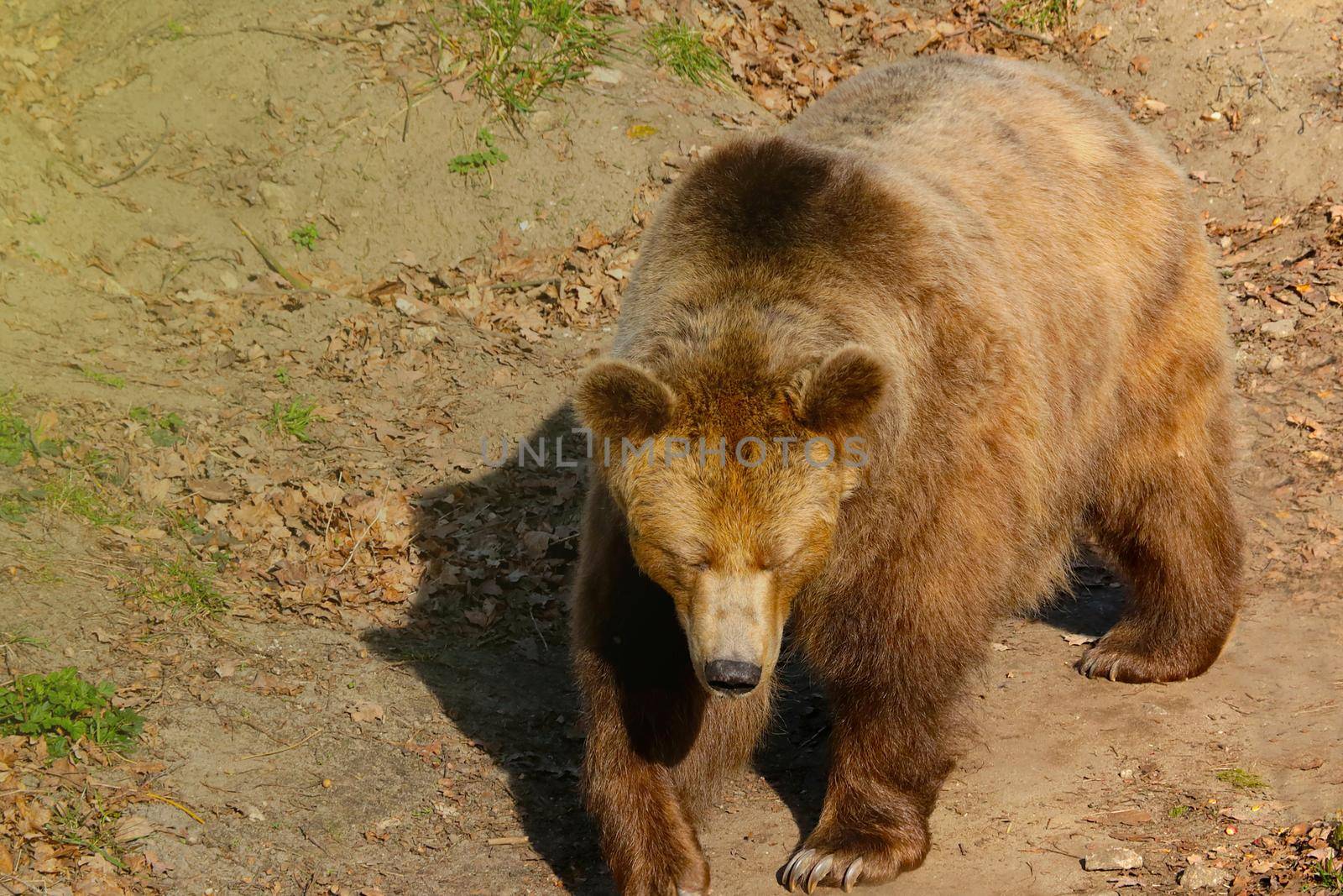 Close-up of a brown bear in the woods on a sunny day