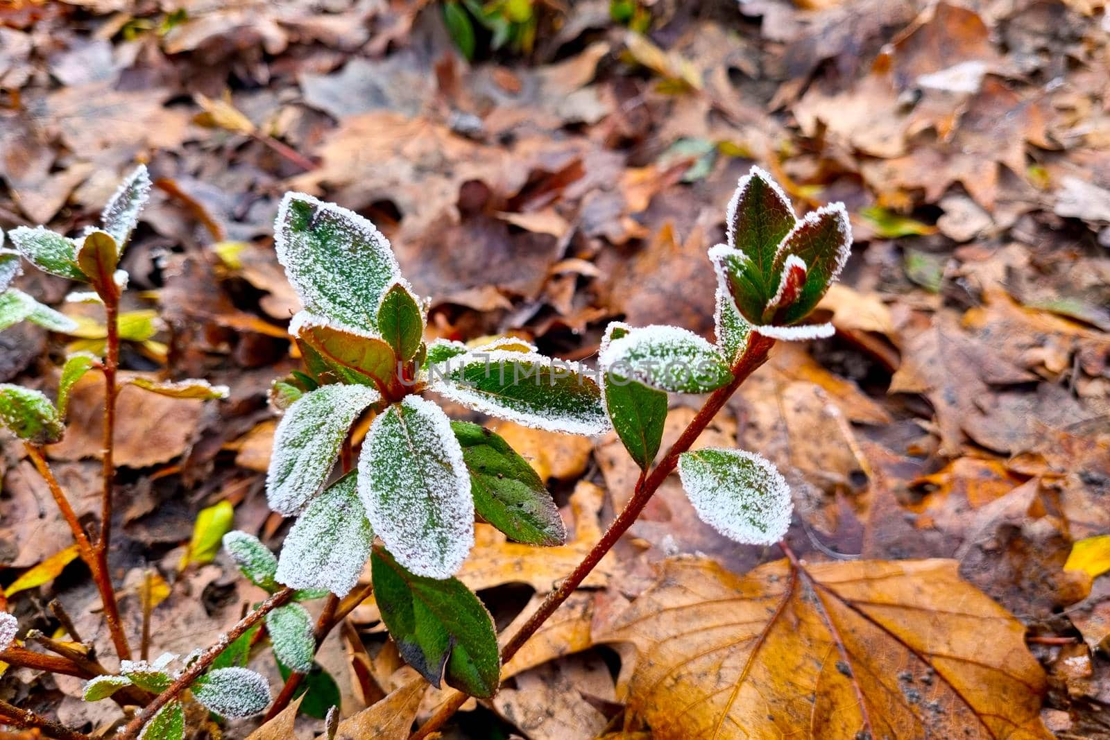 On the green leaves there is white frost, frost in the fall. The onset of cold weather