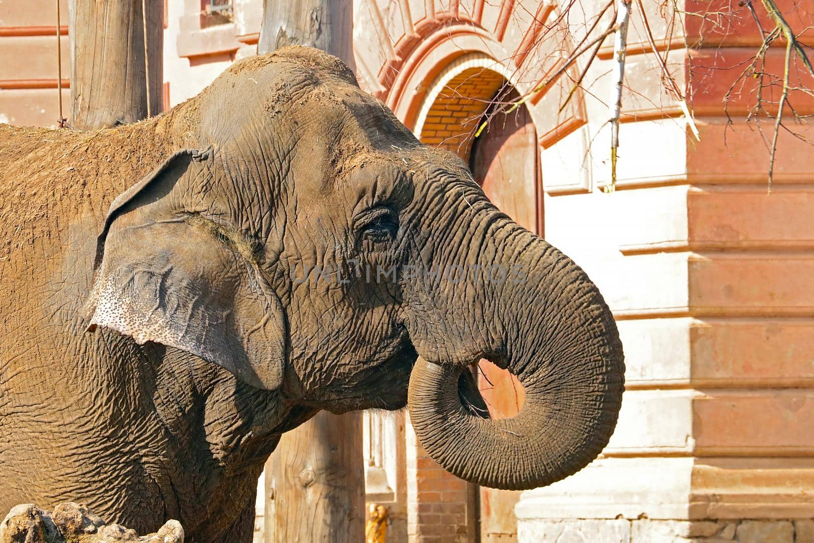Close-up of an adult large elephant in the park