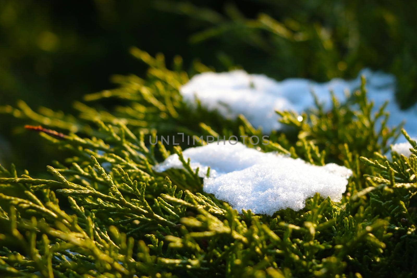 On the green branches of juniper lies snow. The background of nature