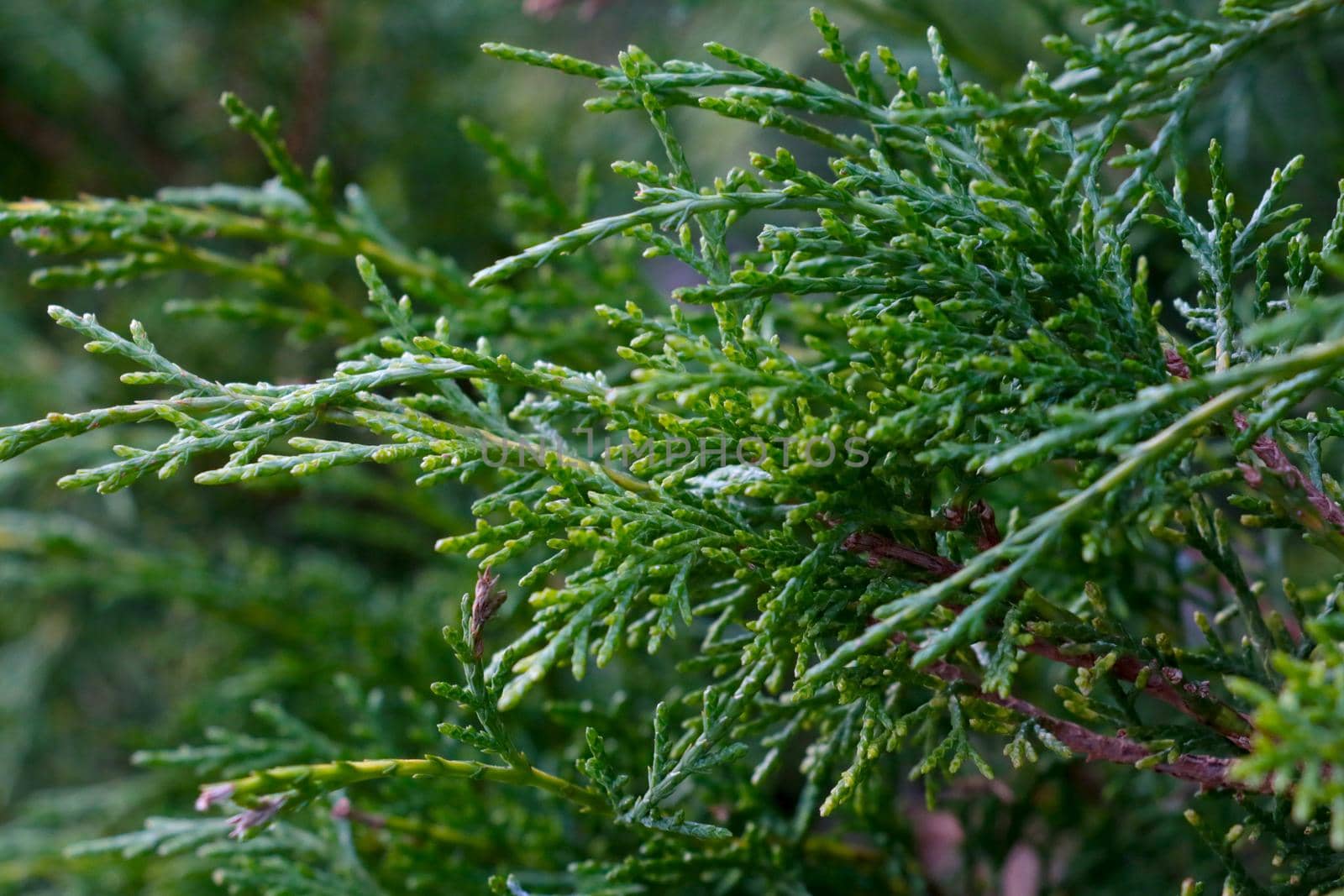 Green young juniper branches in the park in spring