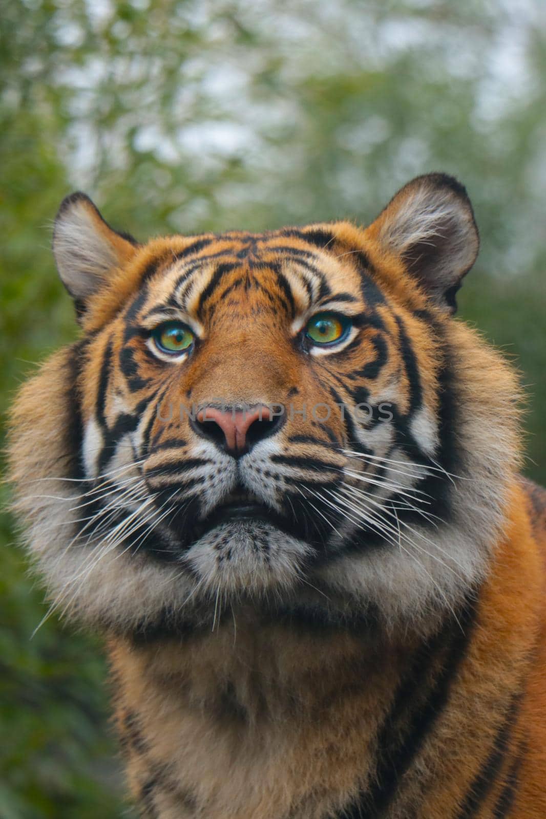 Close-up of a young beautiful tiger in the wild