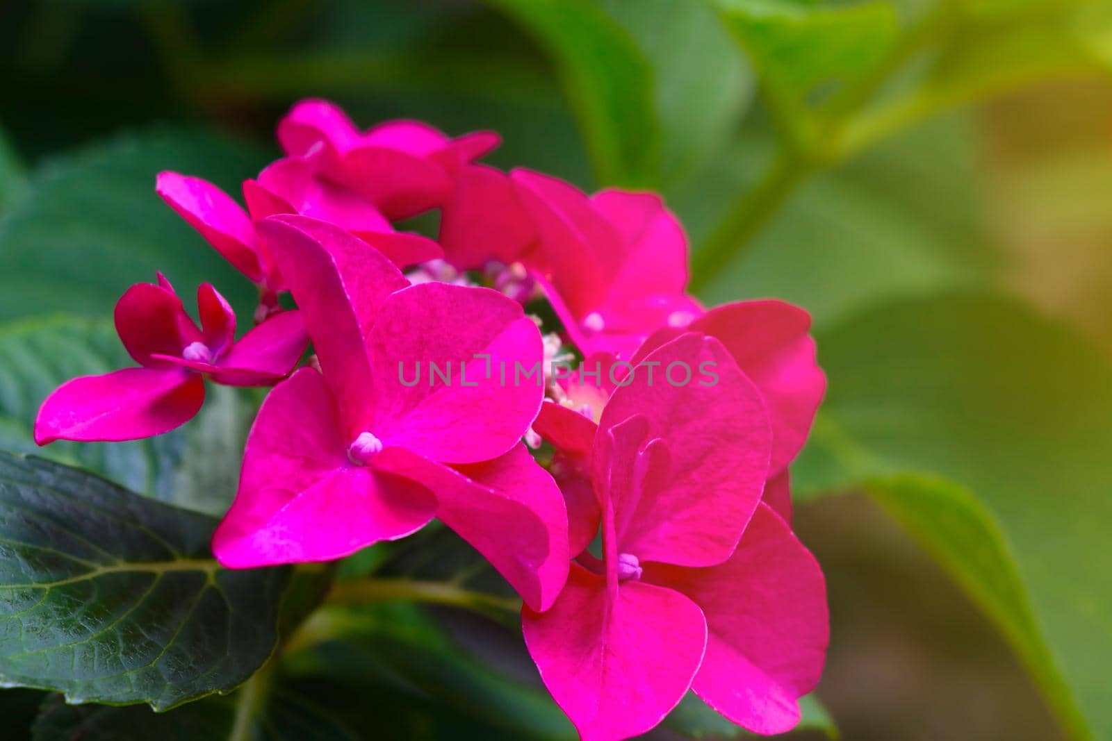 Close-up of a blooming hydrangea in the park in the spring