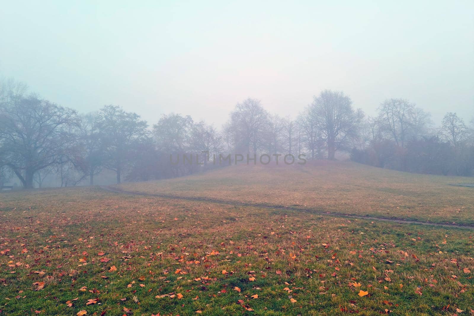 A mystical view of a foggy autumn morning in the park