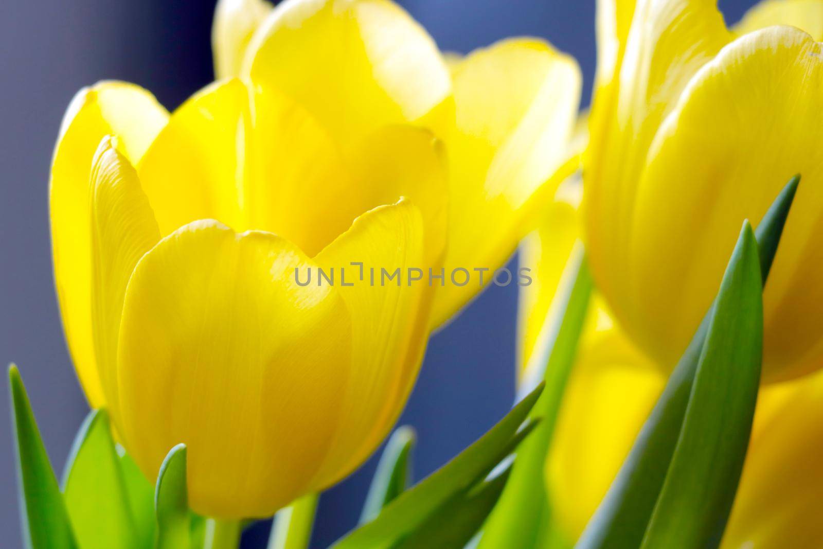 Beautiful yellow bouquet of tulips in spring. Congratulations on the holiday. by kip02kas