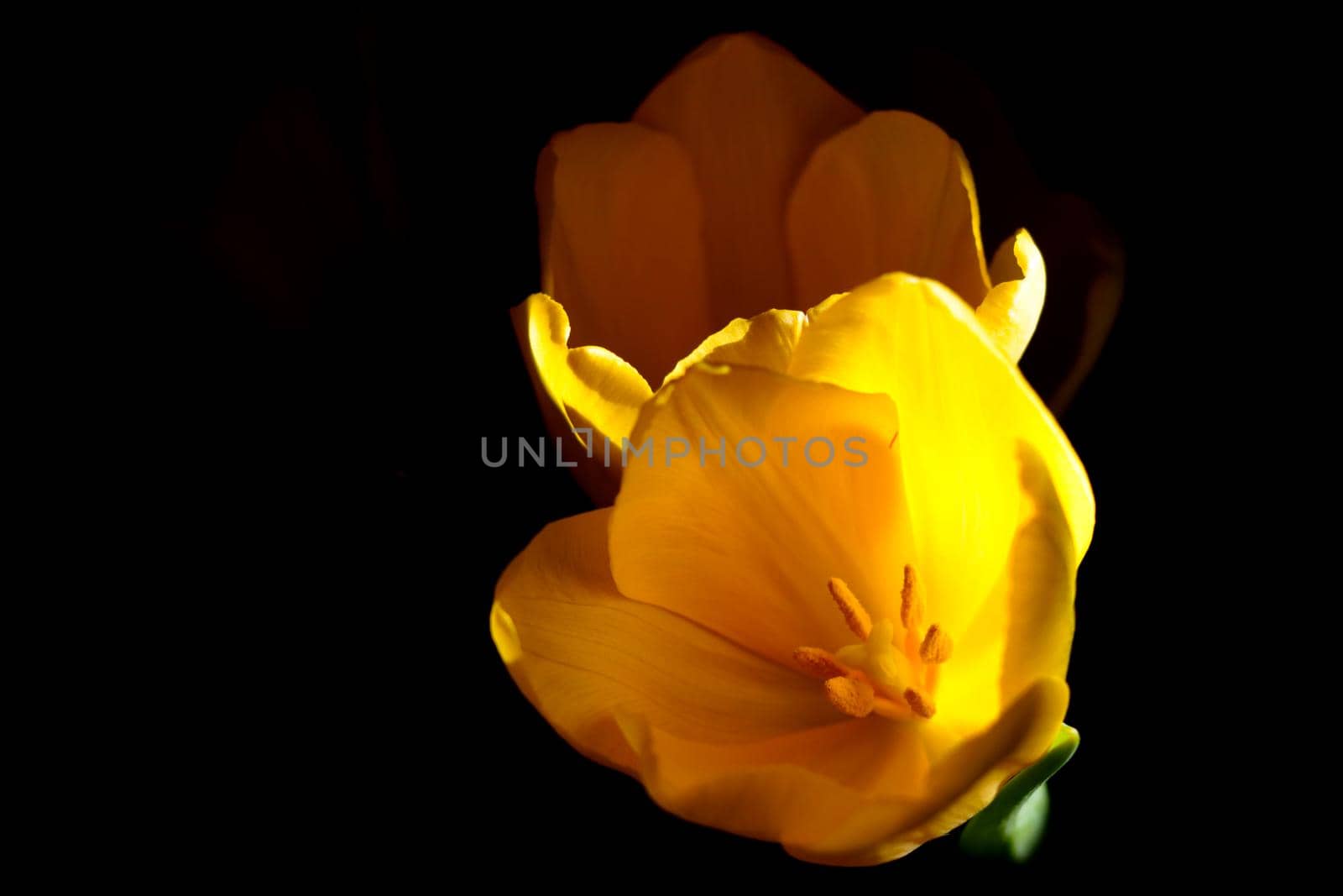 Beautiful yellow tulips on a black background. Flowers are blooming