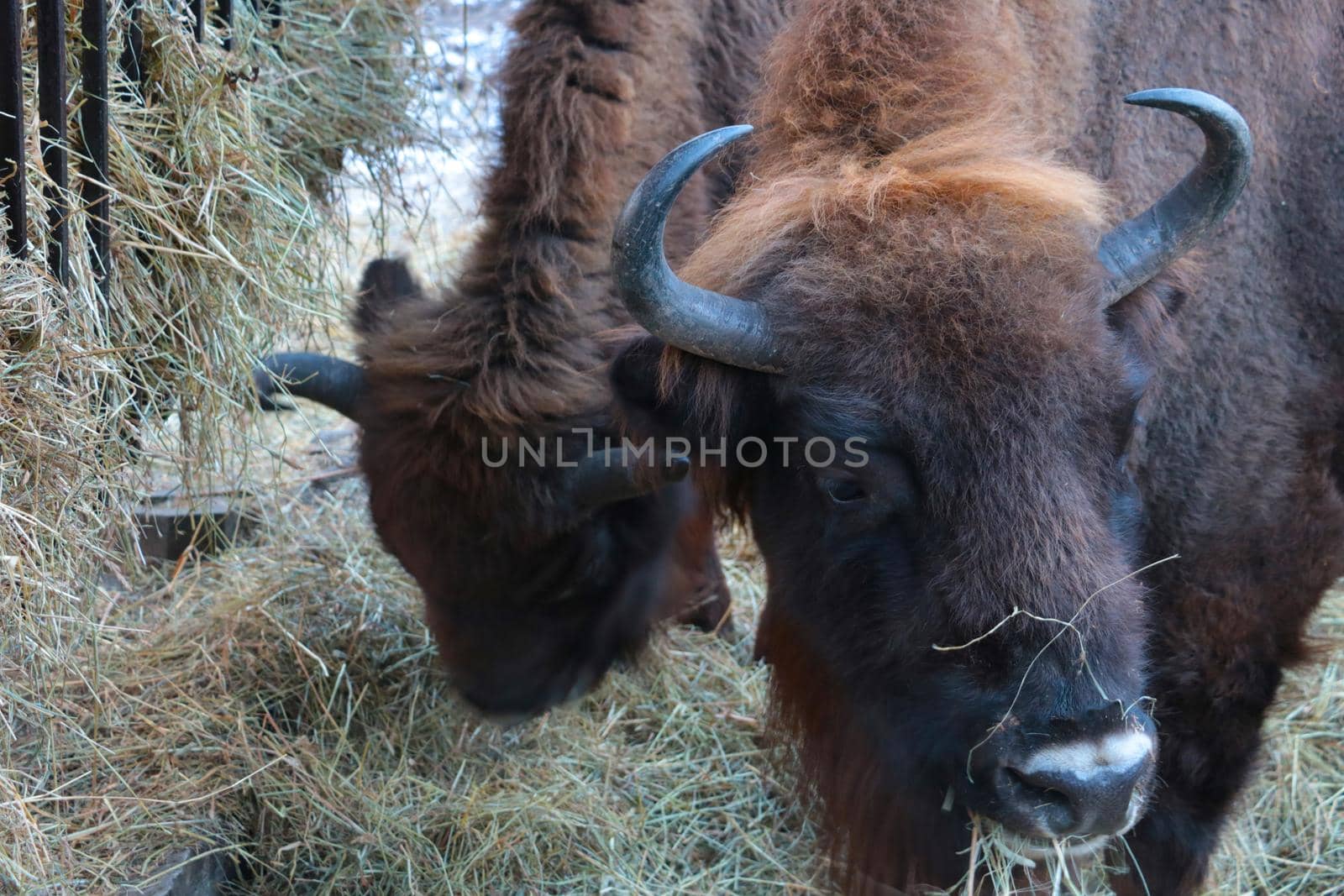 Close-up of a bison eating hay. by kip02kas