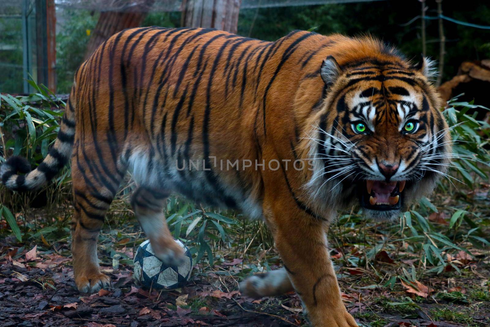 Close-up of an evil tiger with big teeth. The mouth is open. by kip02kas