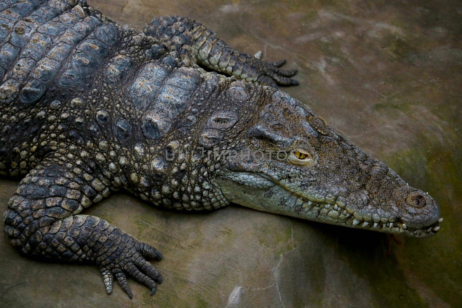 A view from above of a large crocodile with large teeth