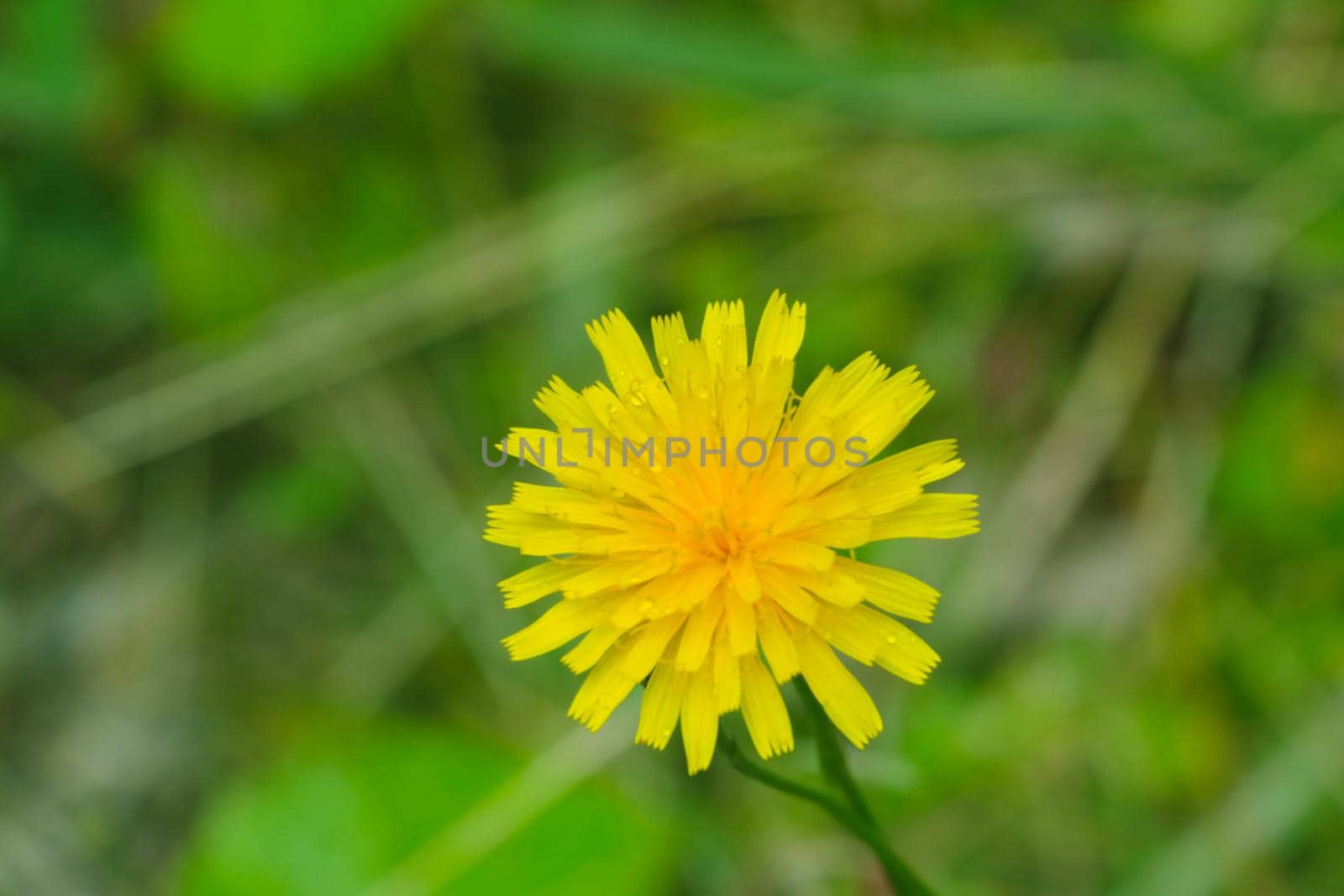 A yellow dandelion flower blooms in the meadow, summer or spring background