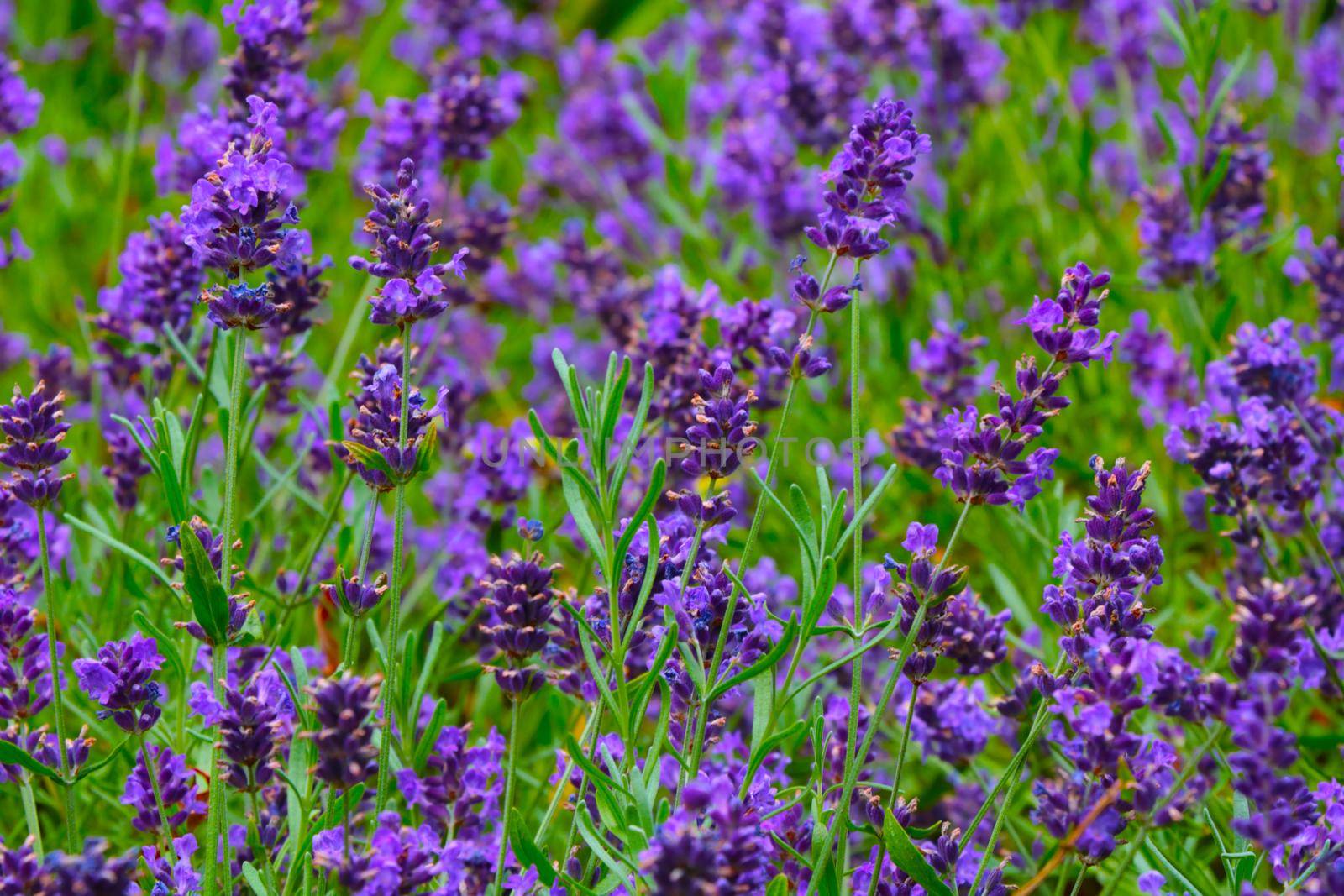 Beautiful purple fields of flowering lavender in summer