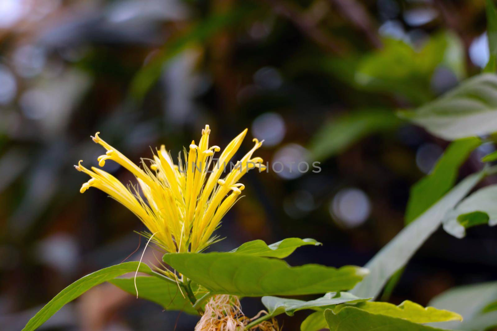 A yellow flowering flower in the park in the spring. The background of nature. by kip02kas