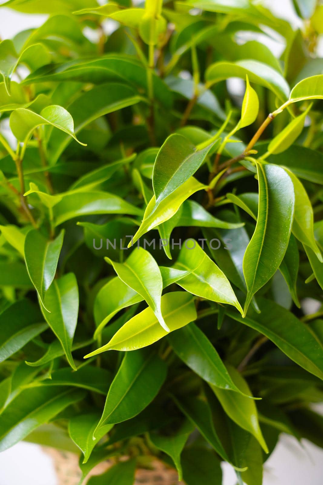 Green leaves of young flowers, houseplants