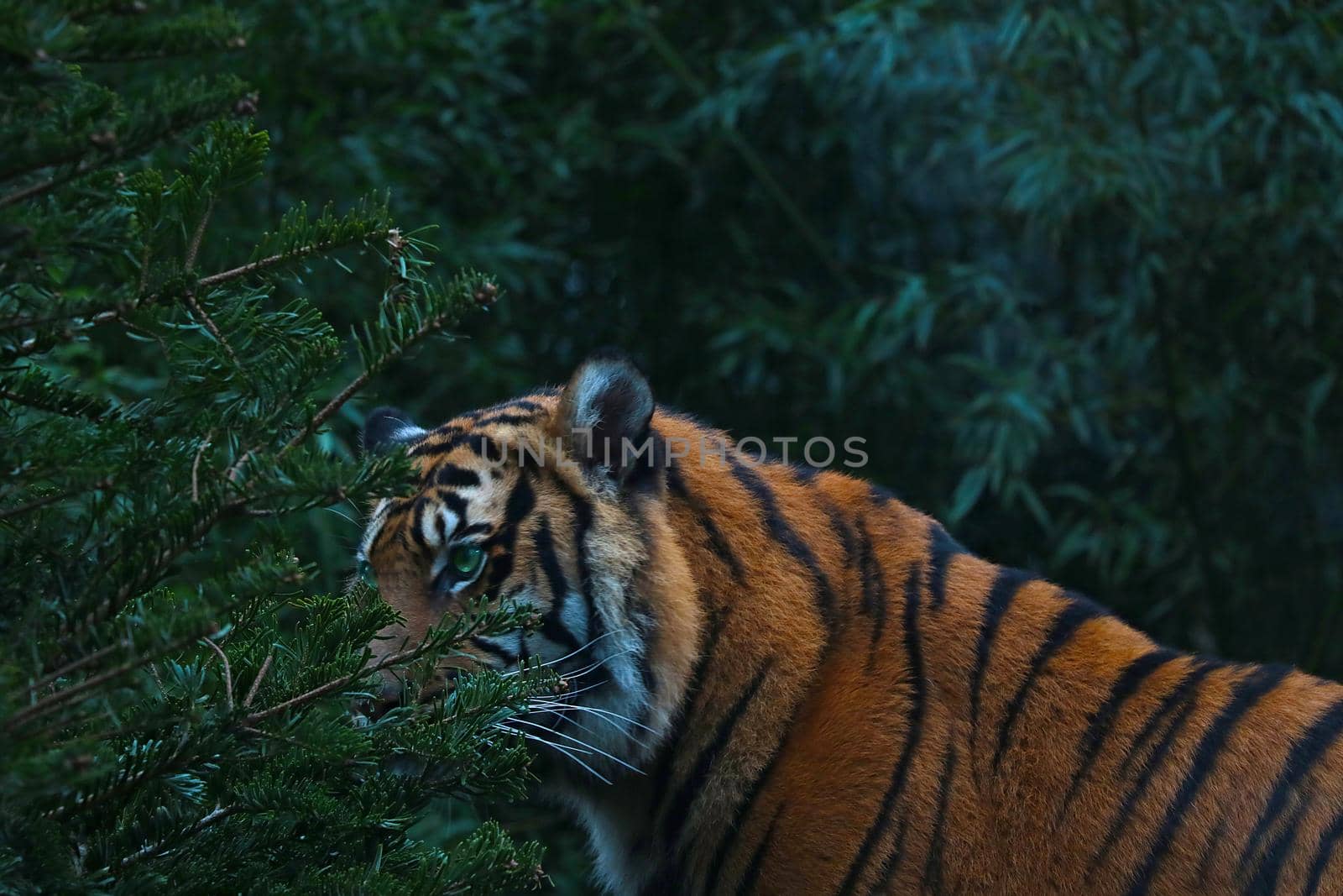 Close-up of an adult tiger in the forest. by kip02kas