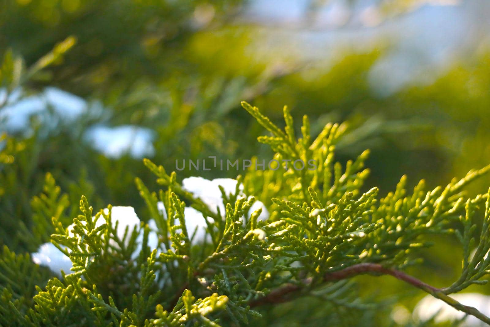 Young green juniper branches in the park in the spring