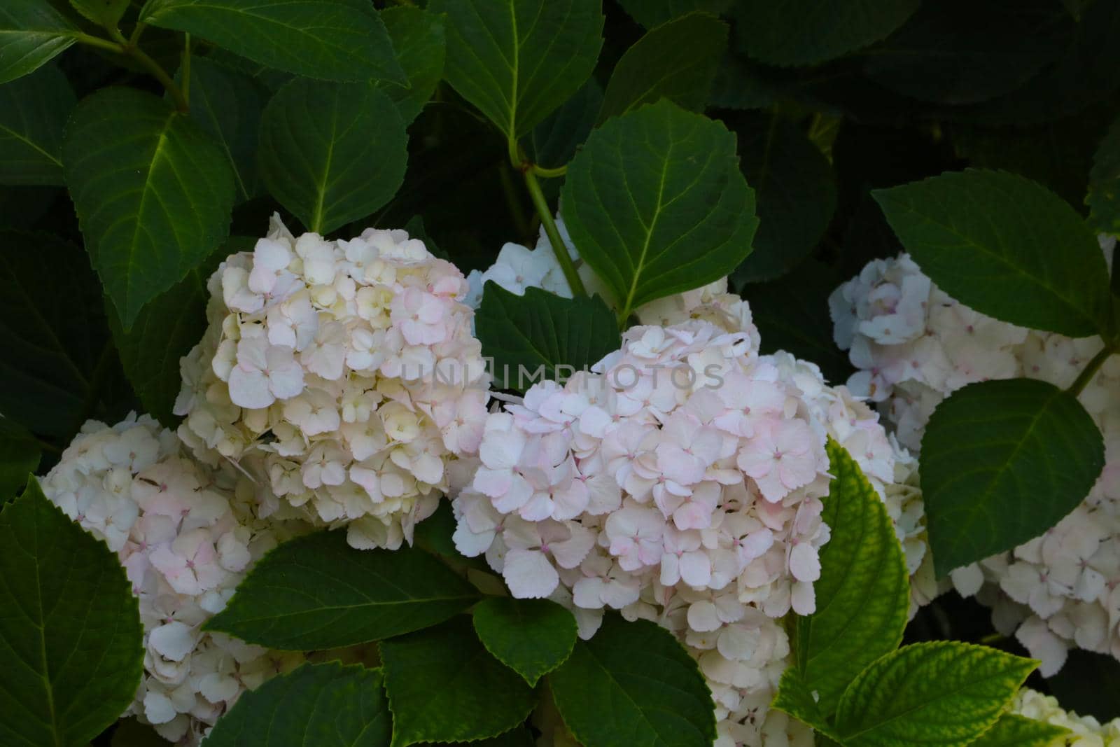 Buds of flowering hydrangeas in the park in the spring