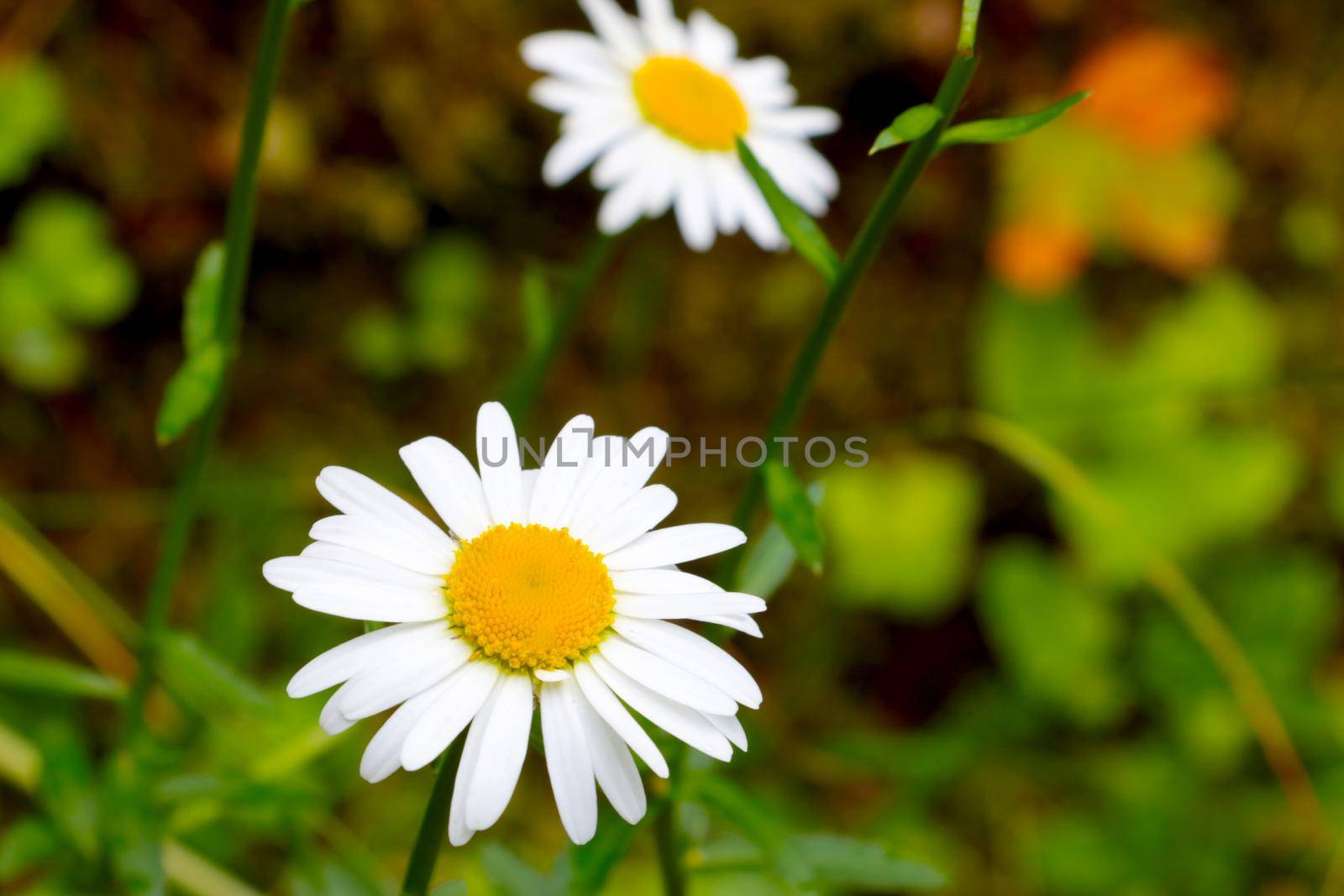 Close-up of a blooming white chamomile in a meadow in the summer