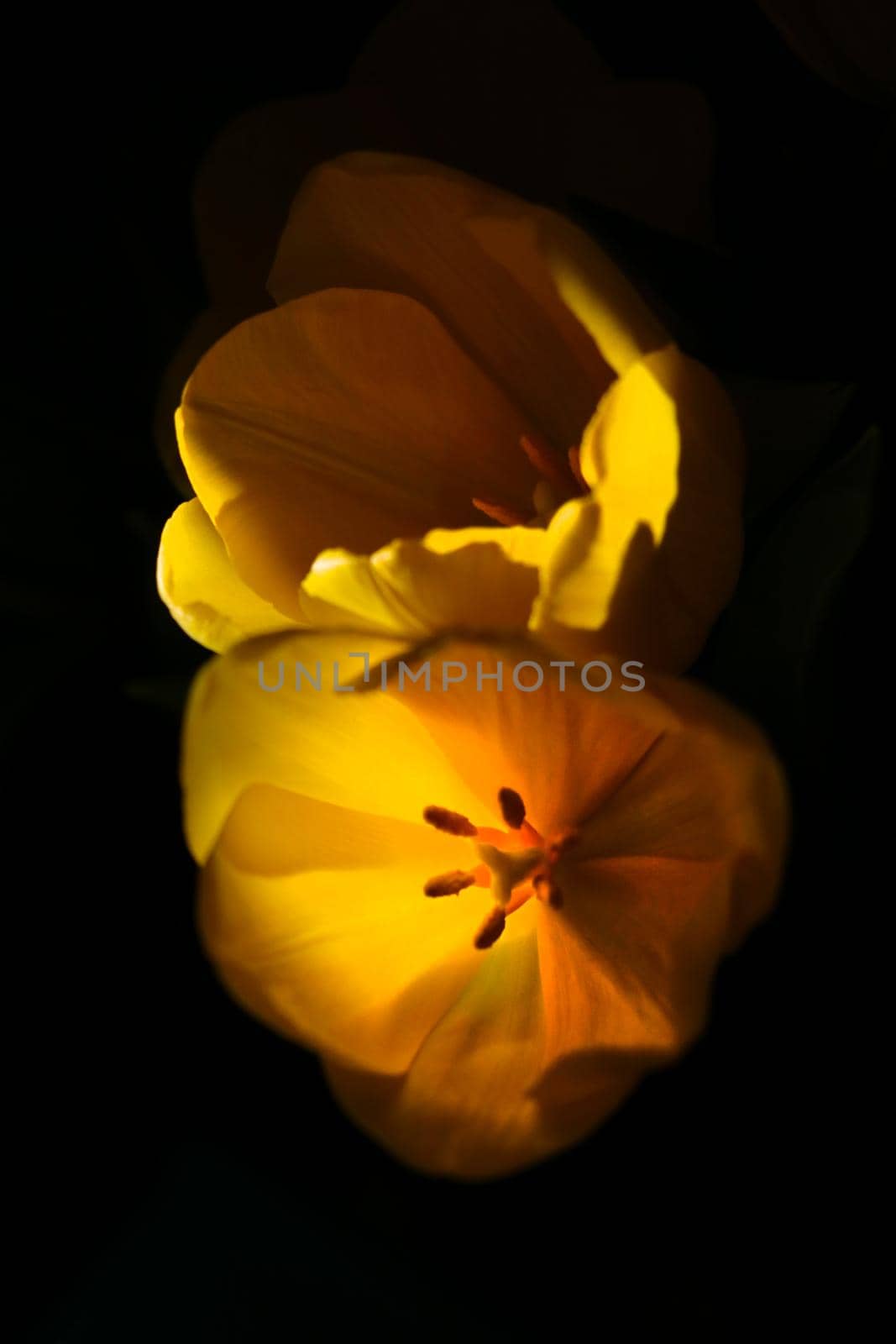 On a black background are blooming yellow tulips