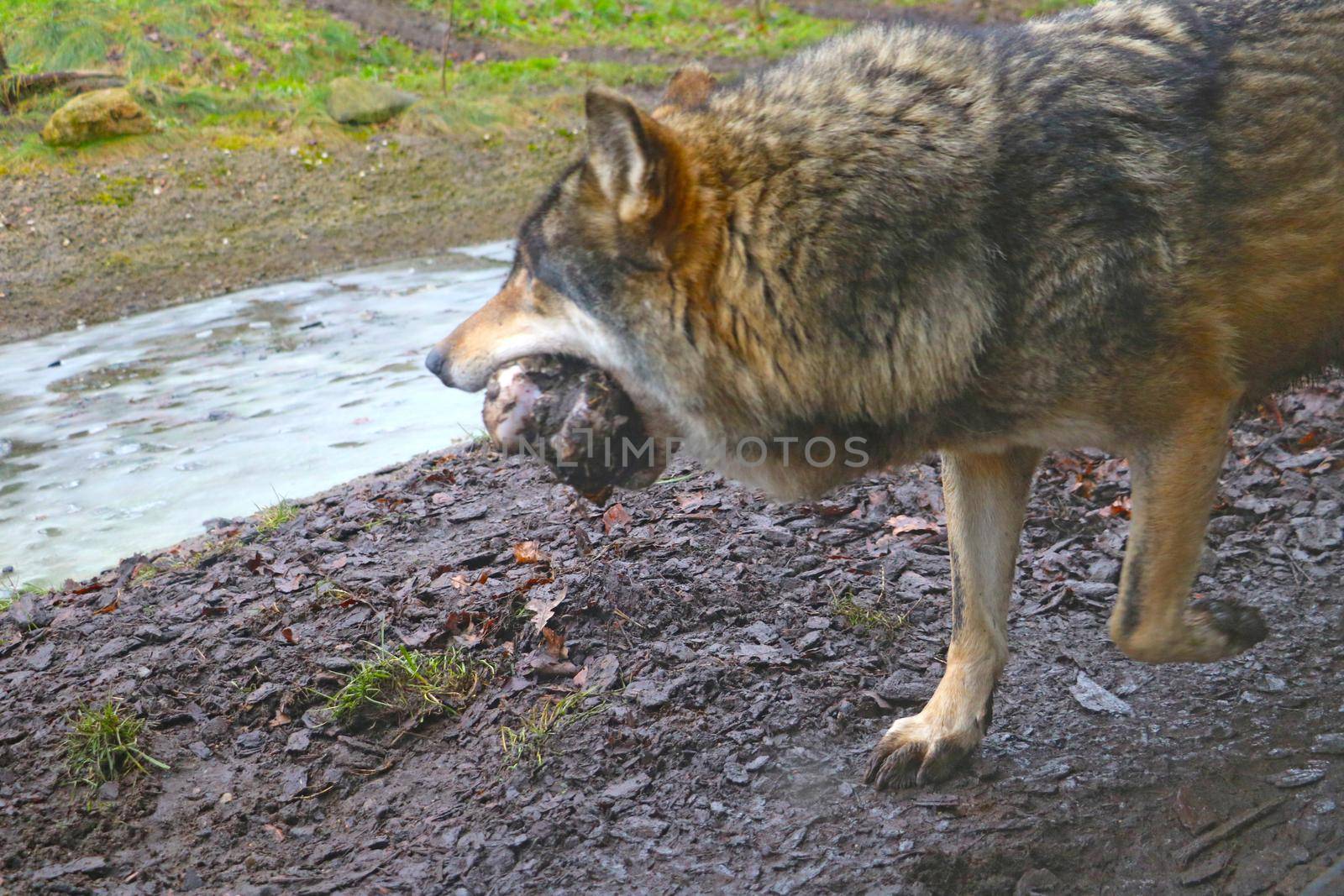 Blurry background, out of focus, wolf in mouth holding bone. Predator