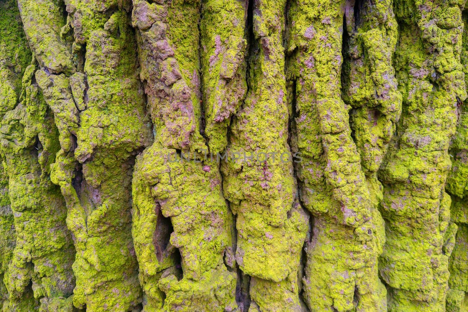Close-up of the old bark of the tree, the texture of the bark, the wood