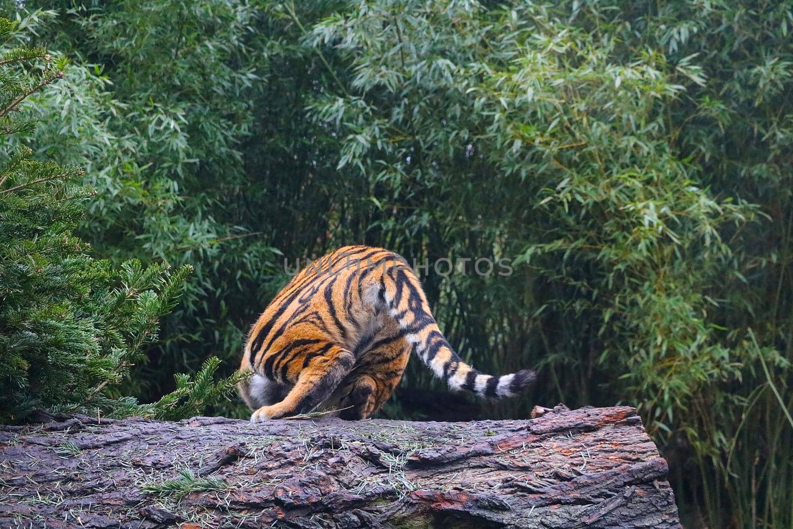 A tiger jumps off a log. Wildlife. Selective focus